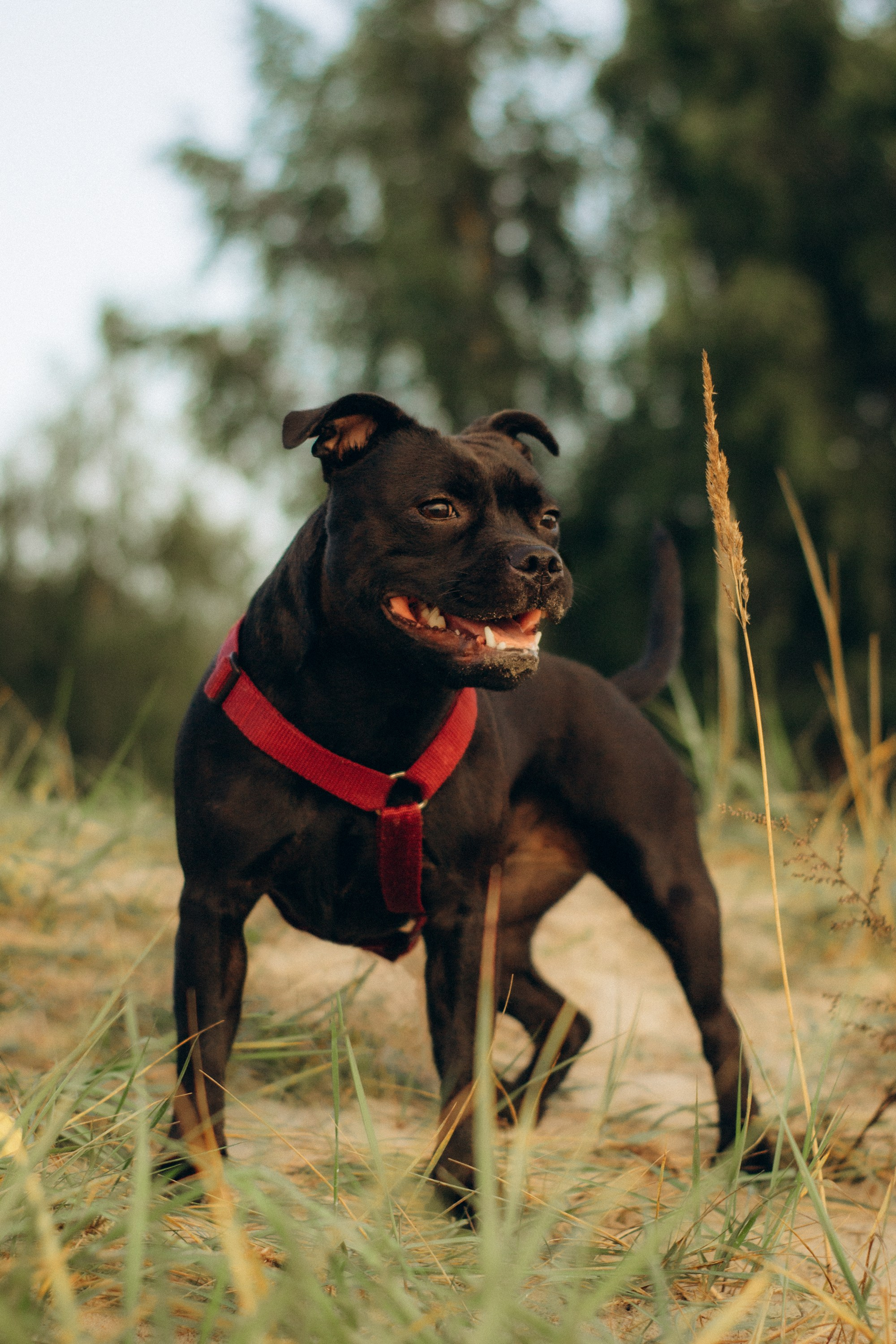 Severa and Barracuda, Staffordshire Bull Terriers. Kat Laisaar — Pet photographer in Tallinn