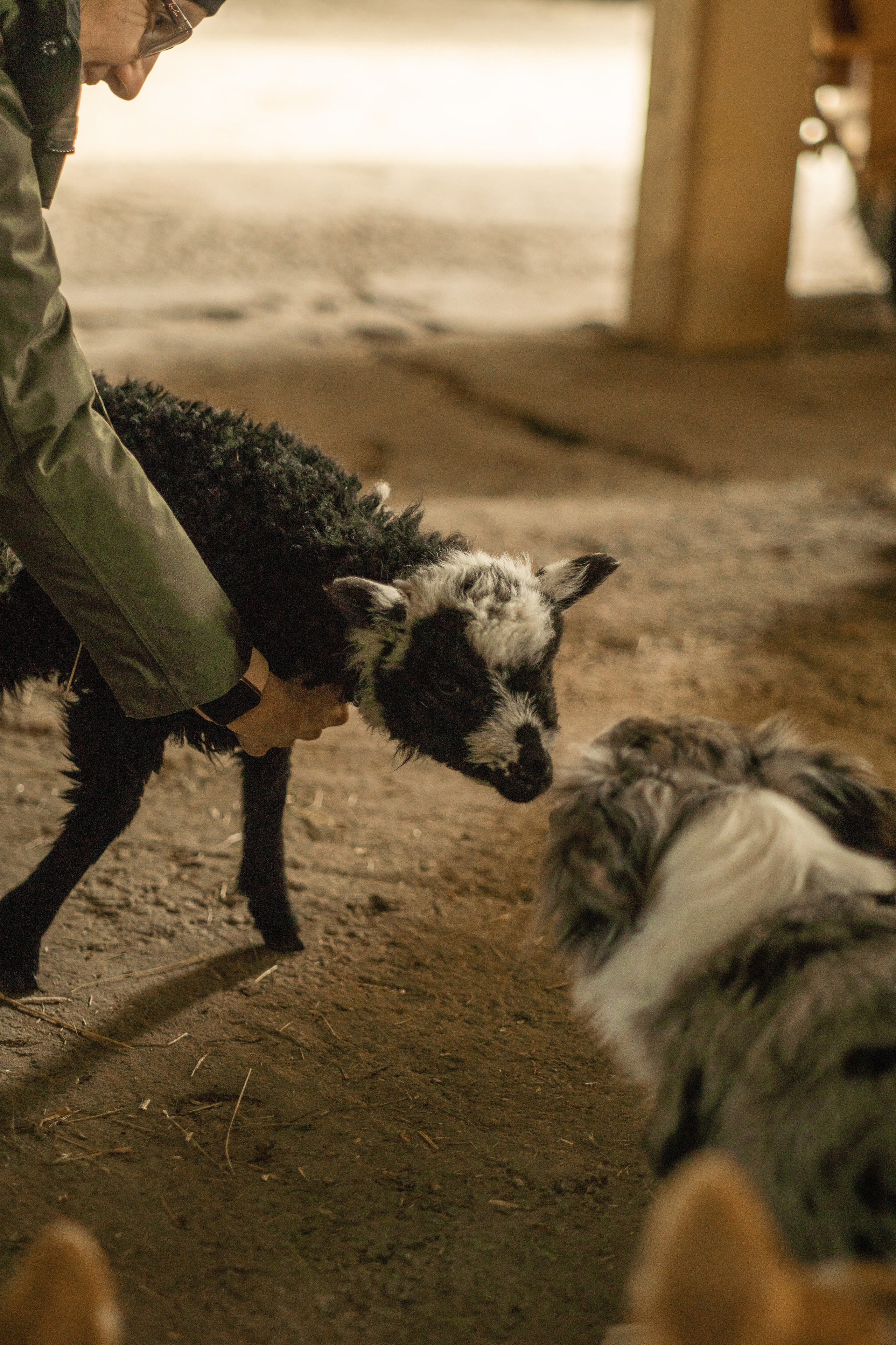 Herding Days, 26 apr. 2025. Kat Laisaar — Pet photographer in Tallinn