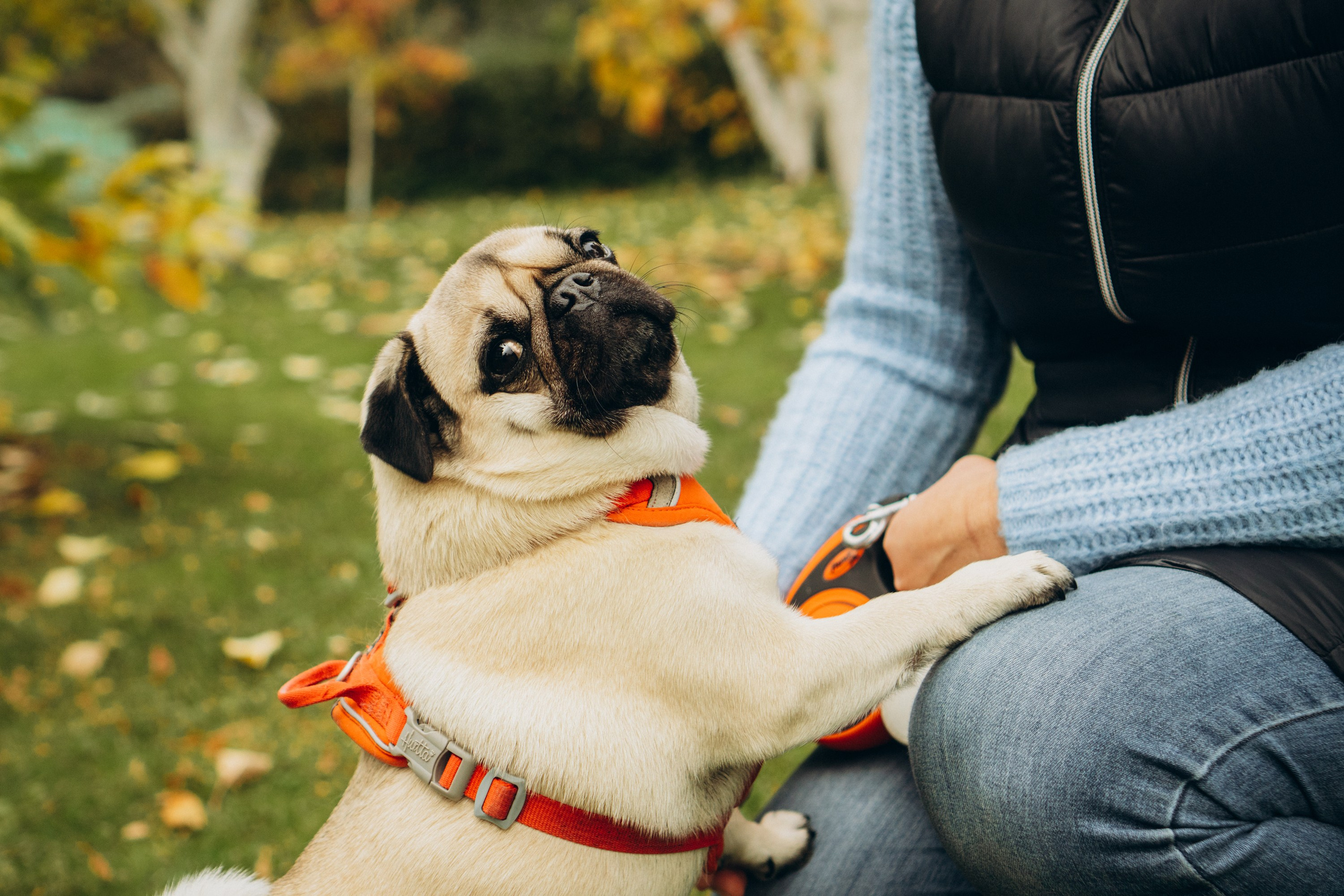 Jelena and her Sandy, Pug and Katja and her Safiir, Cardigan Welsh Corgi. Kat Laisaar — Pet photographer in Tallinn