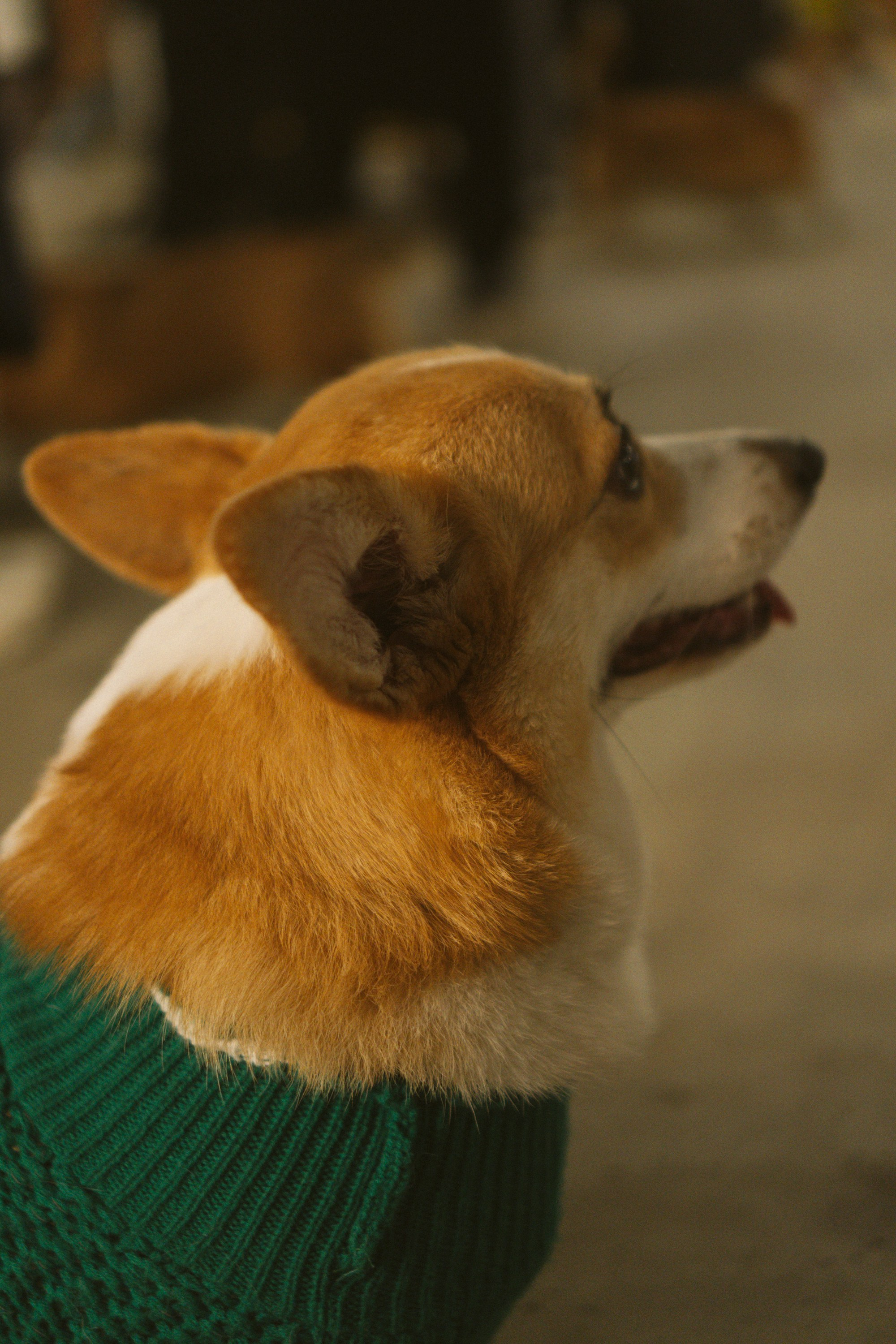 Corgi Fest, Christmas edition. Kat Laisaar — Pet photographer in Tallinn