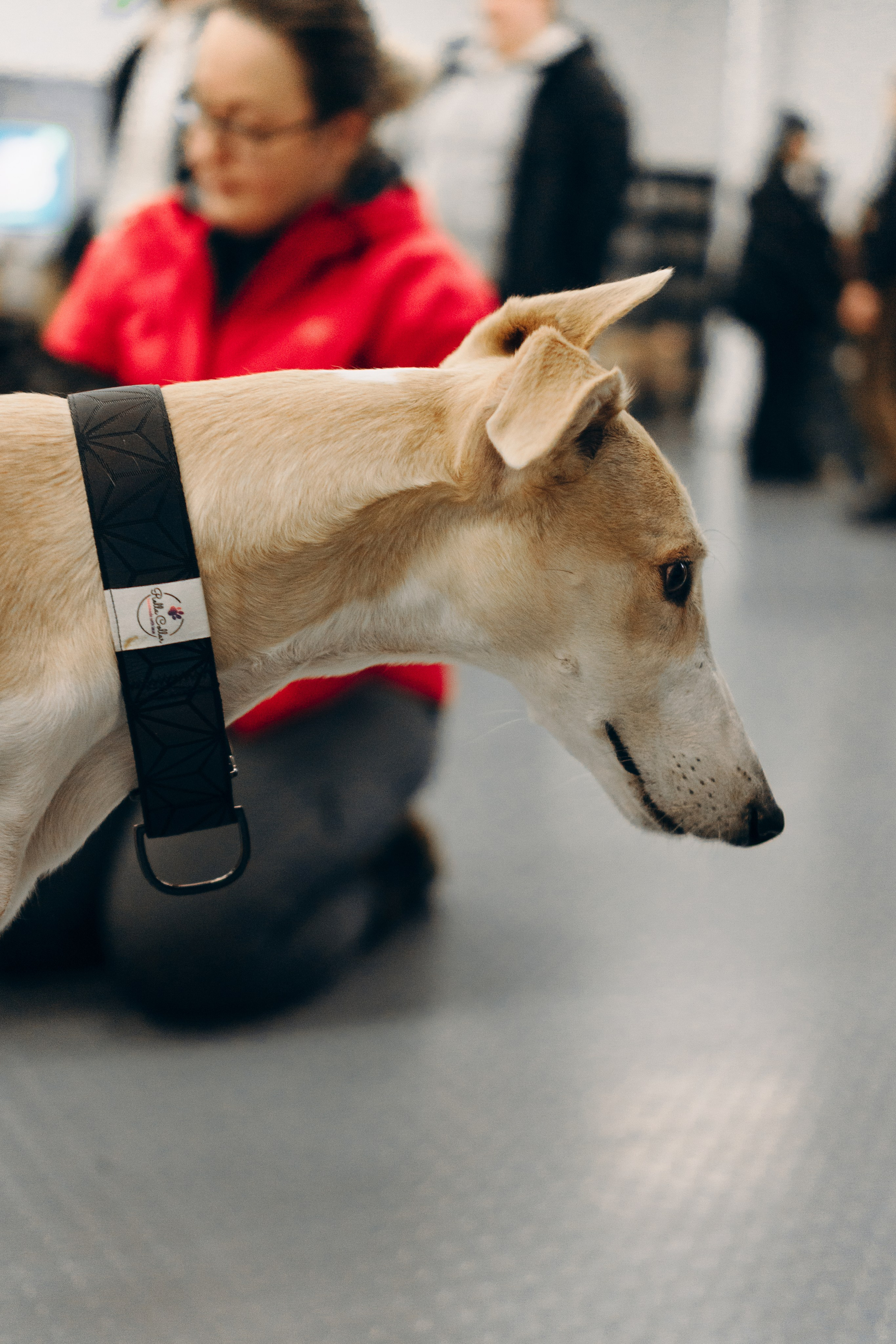 GalgoTreff / PetCity Rannamõisa, 13 apr. 2025. Kat Laisaar — Pet photographer in Tallinn