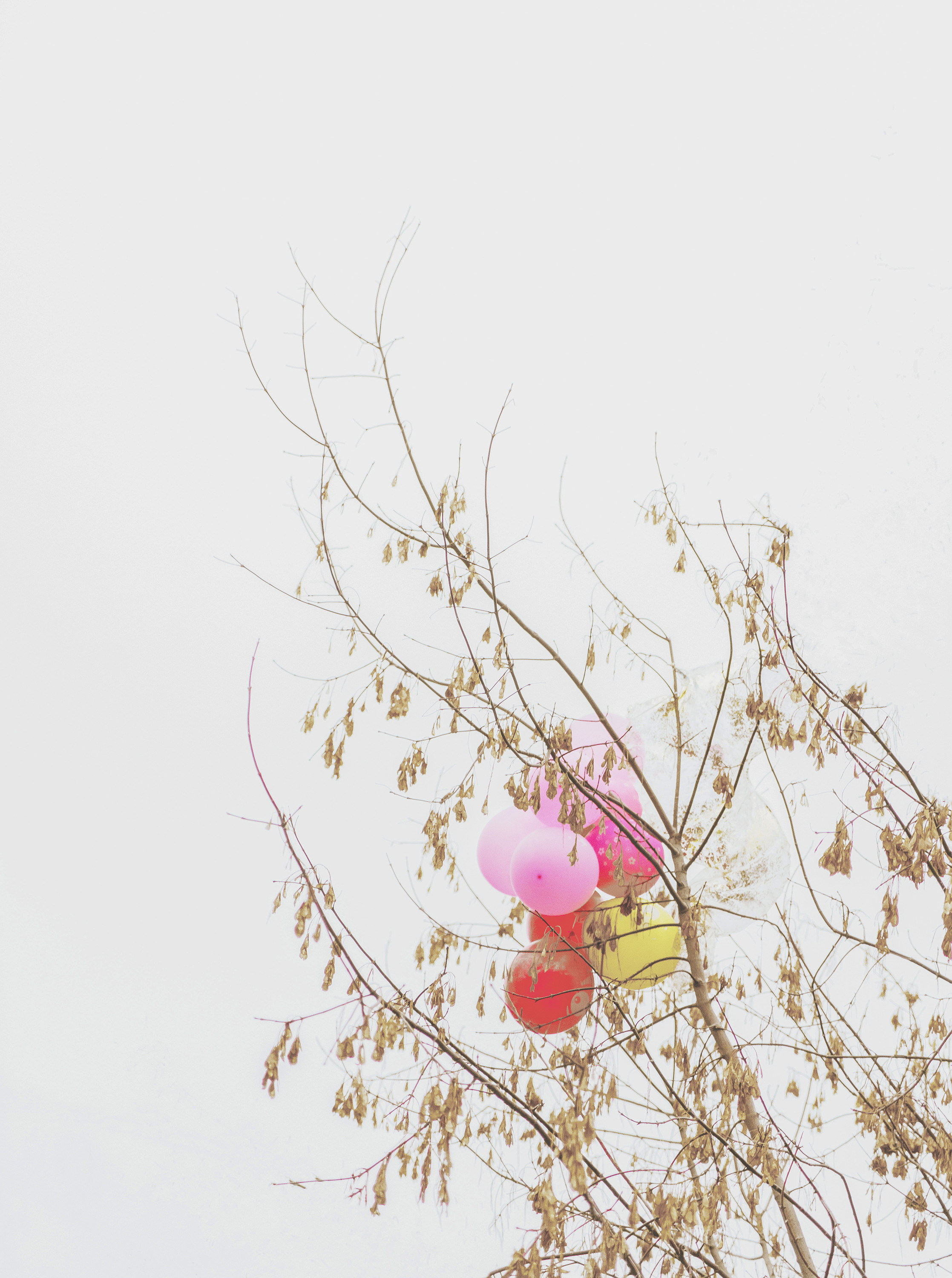 COMMERCIAL. Irène Shkoda