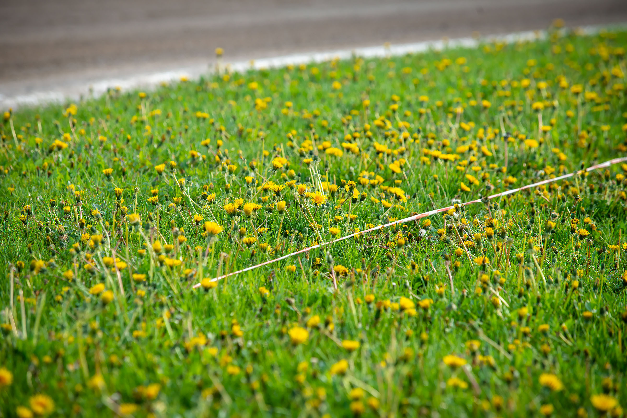 2022-05-22 / Optibet Lokomotivem Daugavpils - Metalika Recycling Kolejarz Rawicz. Fotogrāfs Romualds Rubenis un Artemijs Stašāns
