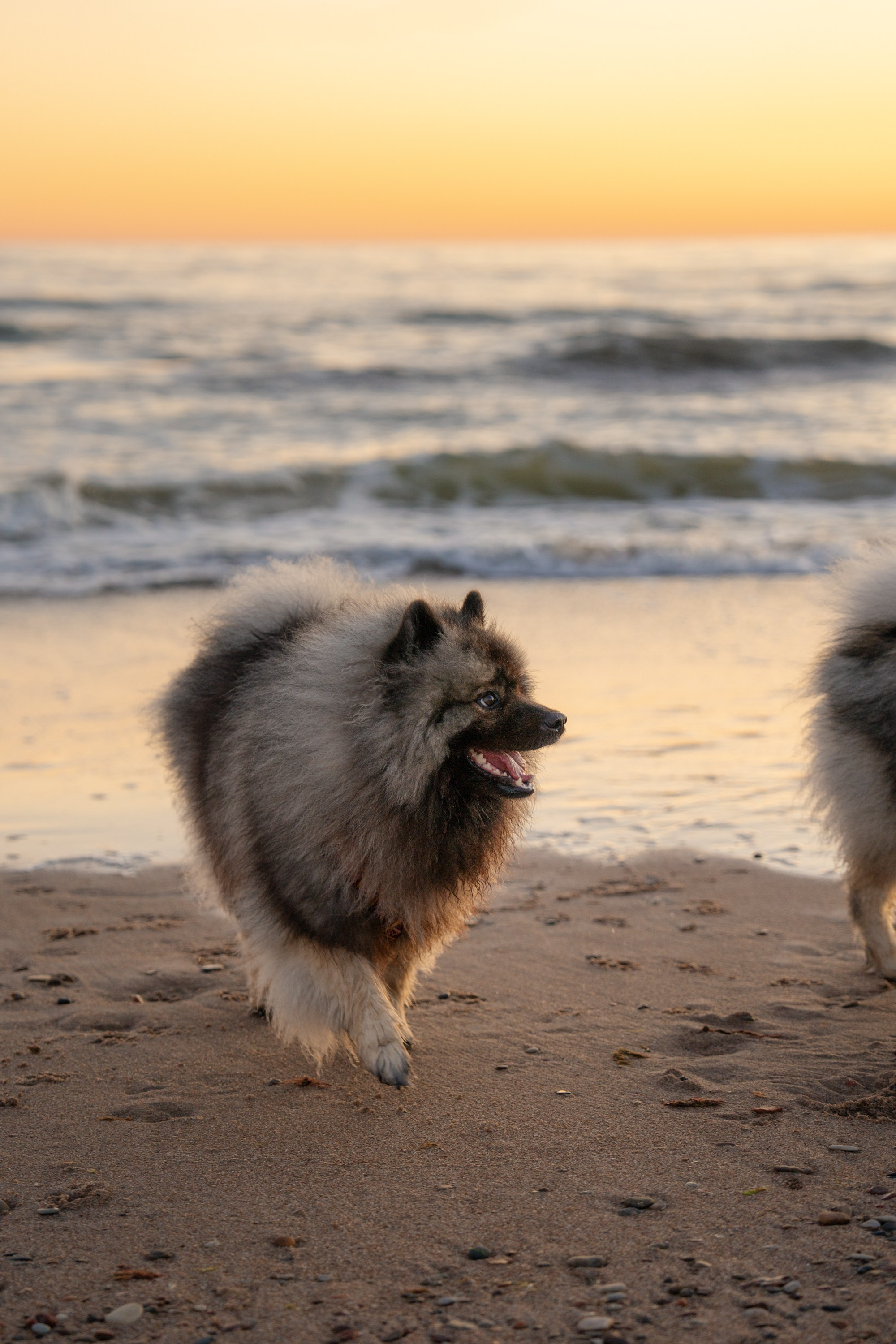 Rūta, Mindaugas, Yuma ir Meila. Vita Klimaševska ○ Fluffy Soulmate Photography