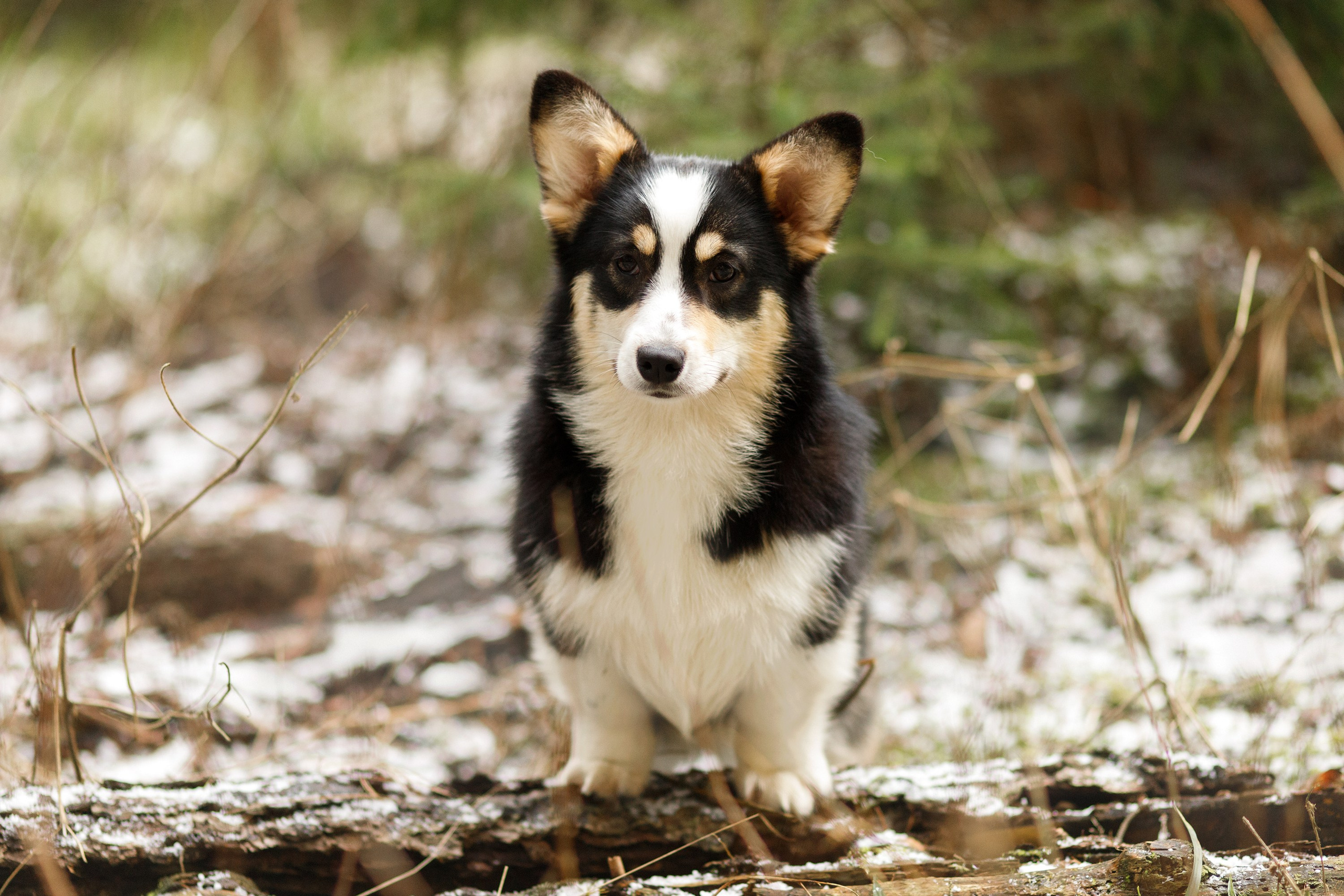 Corgi kennel & some other dogs in the forest. Kaja | fotograf psów we Wrocławiu