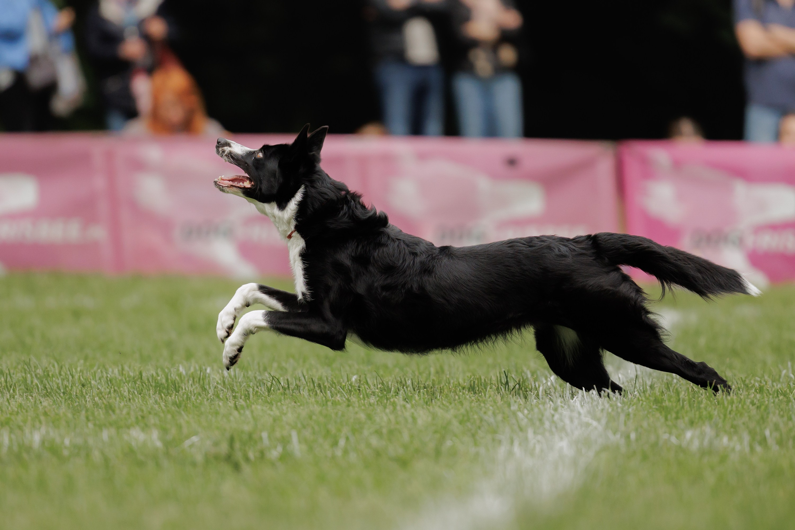 Latające psy, Wrocław'25. Kaja | fotograf psów we Wrocławiu