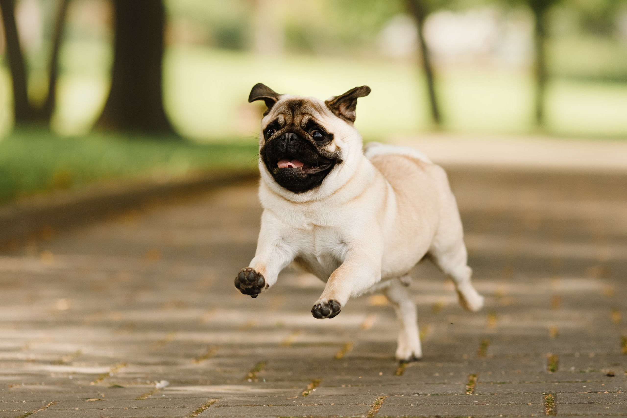 Summer photo day for dog handler. Kaja | fotograf we Wrocławiu | ludzie i psy