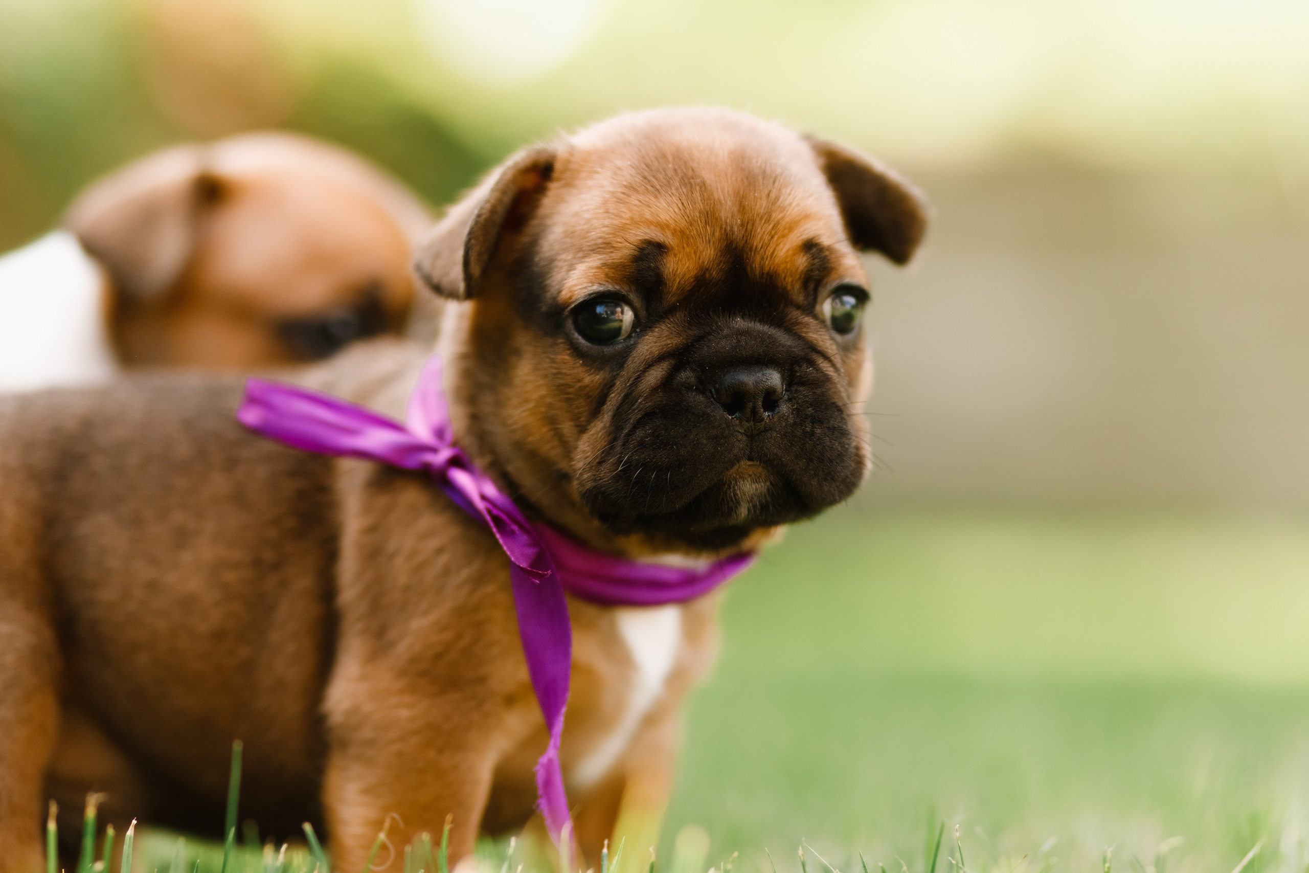 French bulldog puppies. Kaja | fotograf we Wrocławiu | ludzie i psy