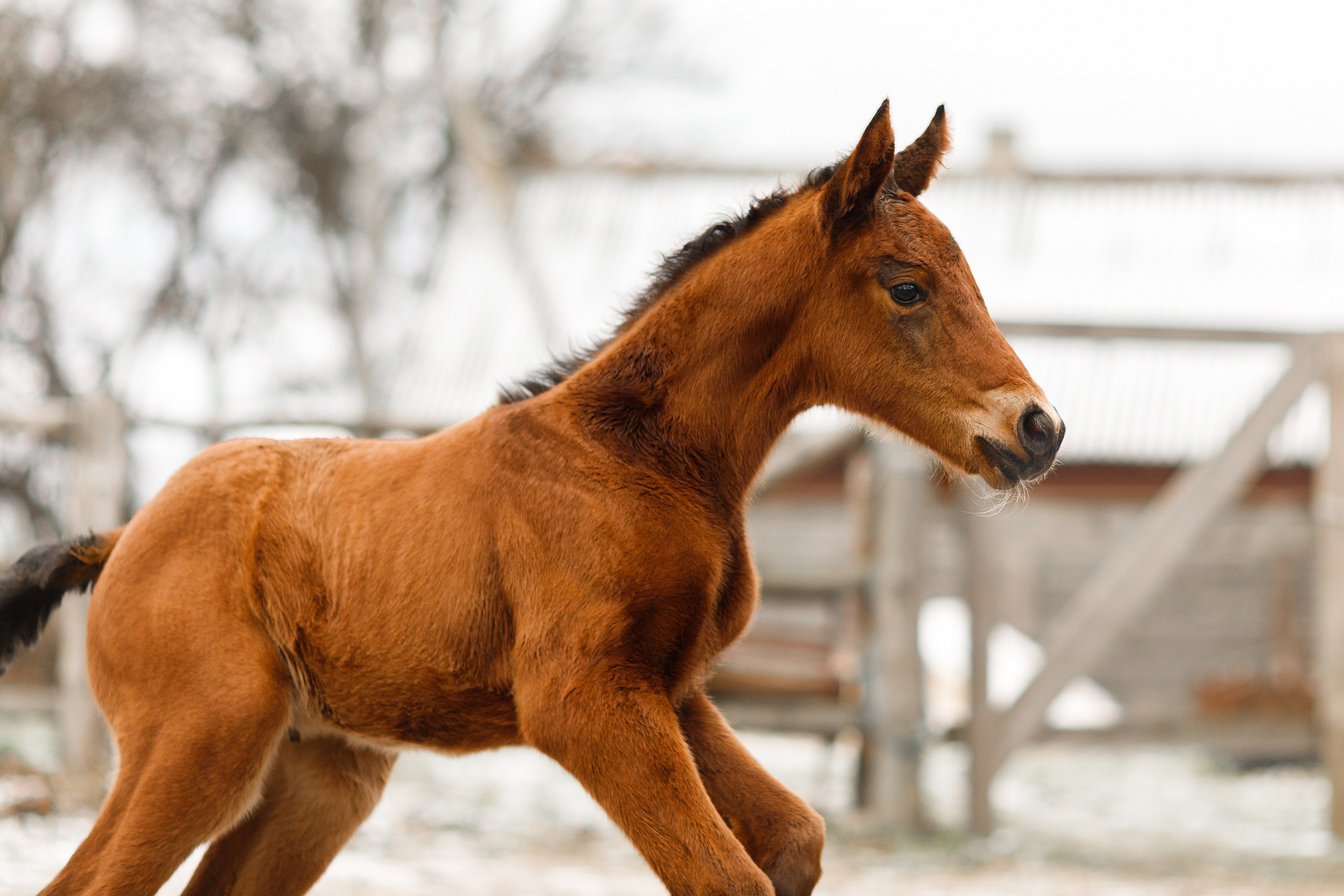 Winter stable. Kaja | fotograf psów we Wrocławiu