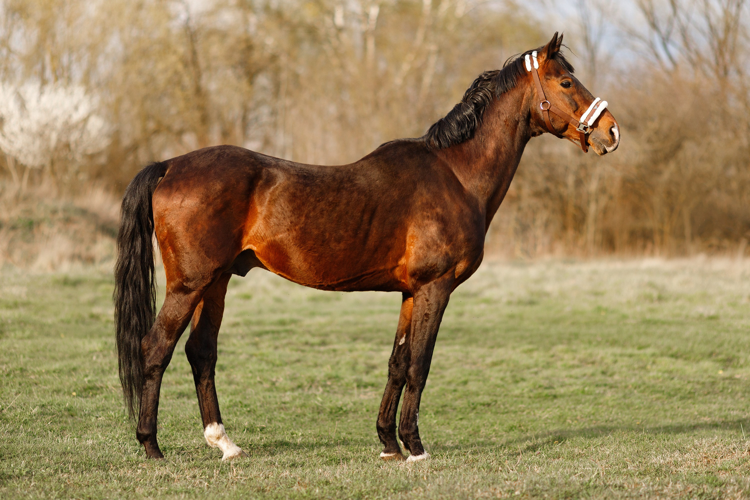 Vykup. Kaja | fotograf psów we Wrocławiu