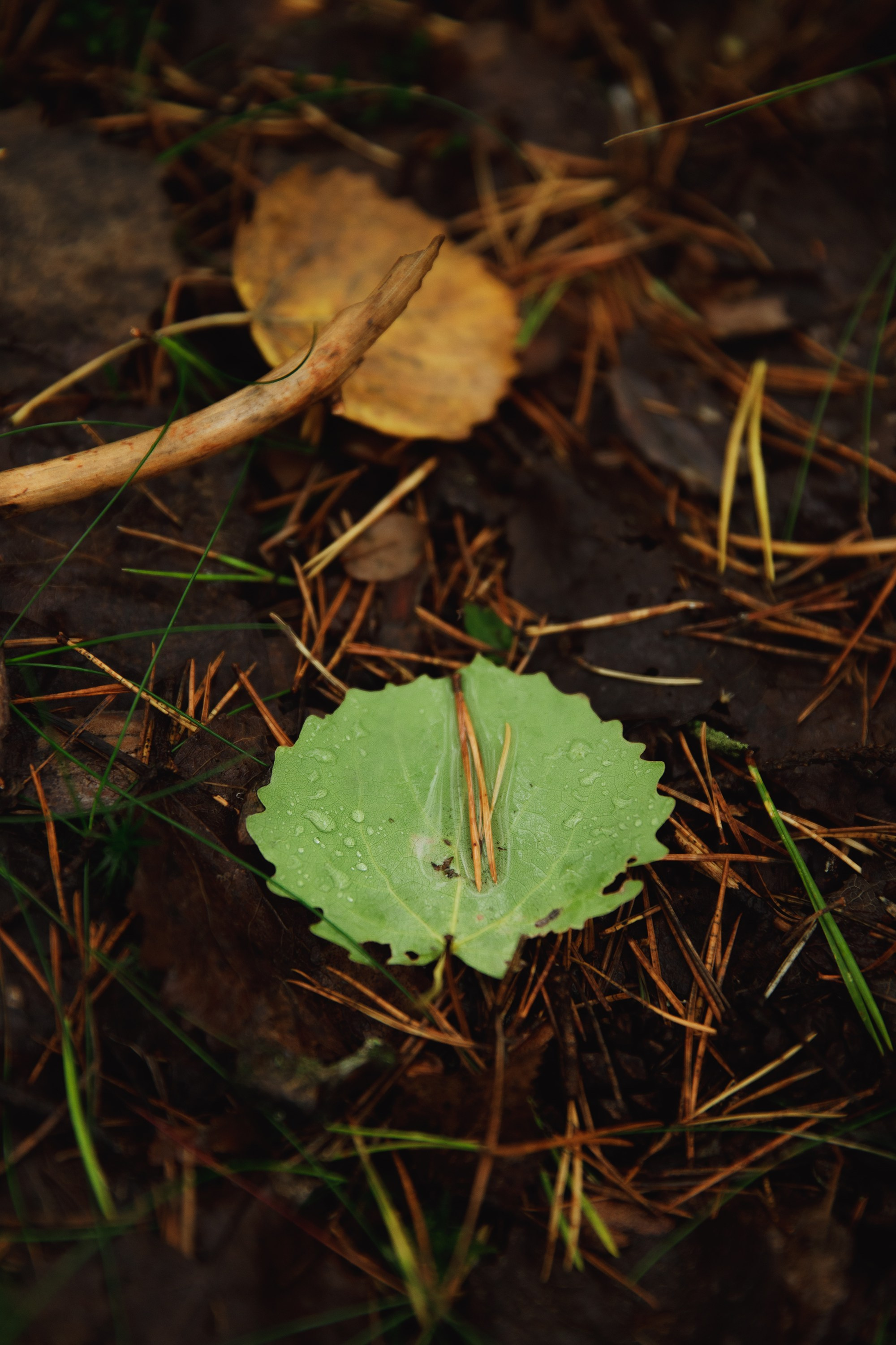 Turku. Kaja | fotograf psów we Wrocławiu