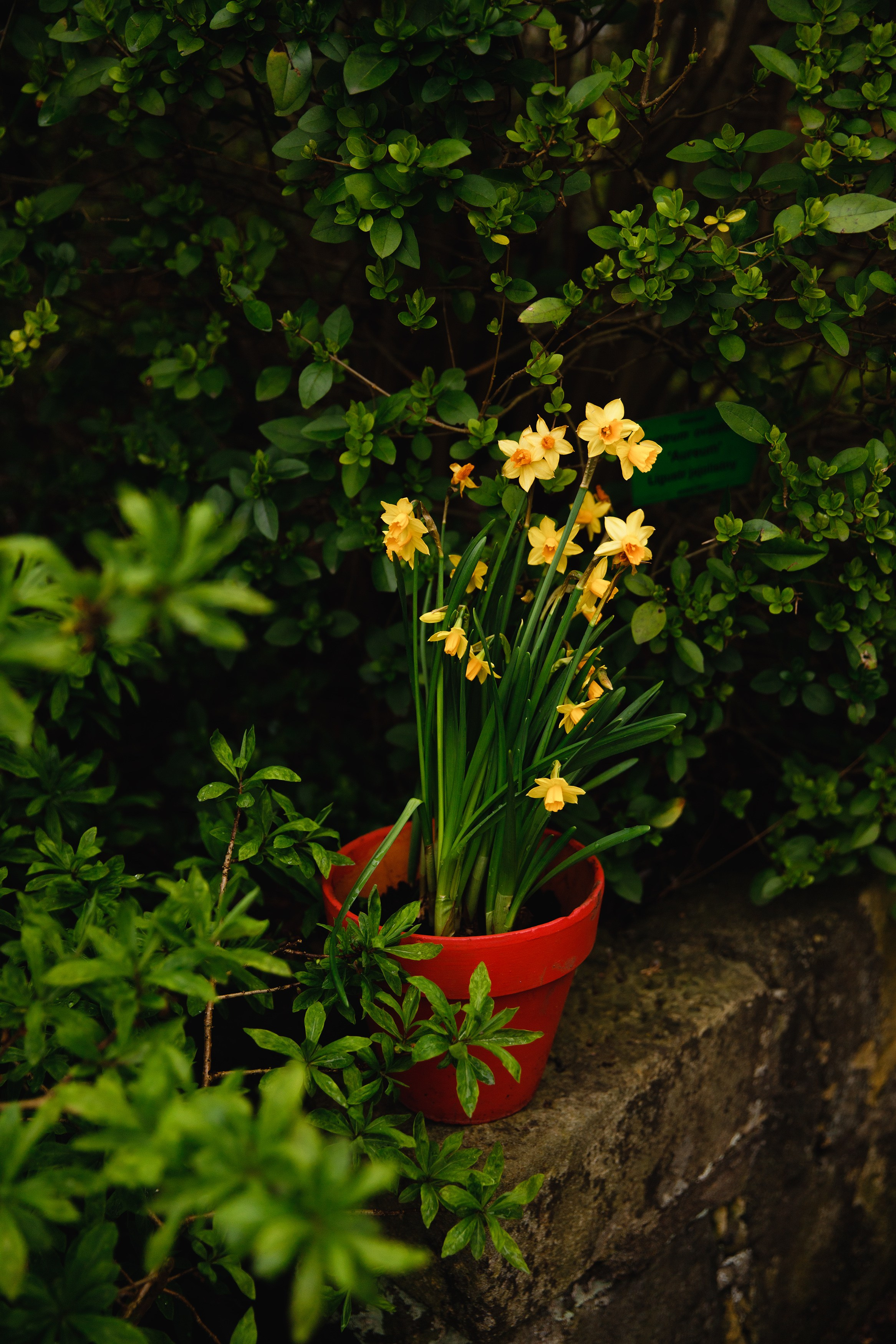 Botanical garden in Wroclaw. Kaja | fotograf we Wrocławiu | ludzie i psy