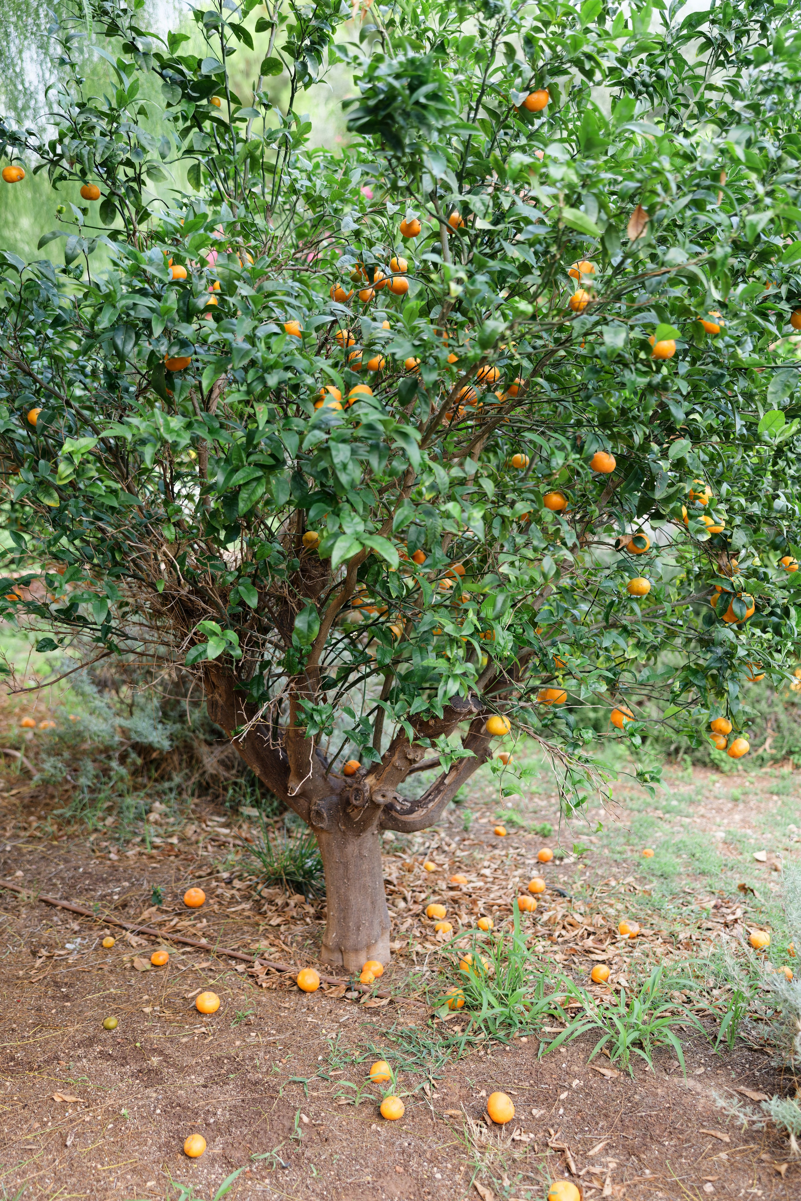 Welcome dinner of Gracie & Joe at Gran Villa Rosa