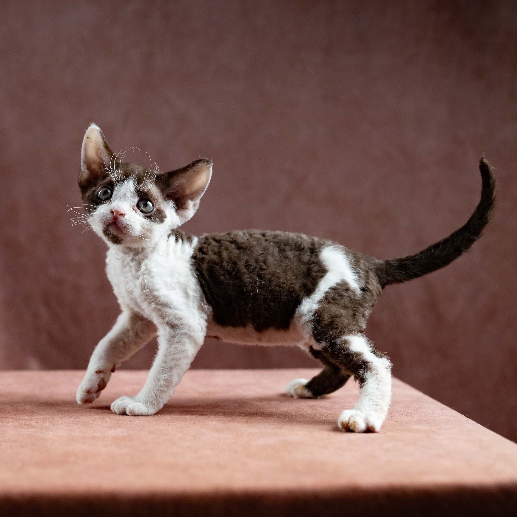 Henry,  boy, born 04.20.25. Devon Rex Pixie Cattery