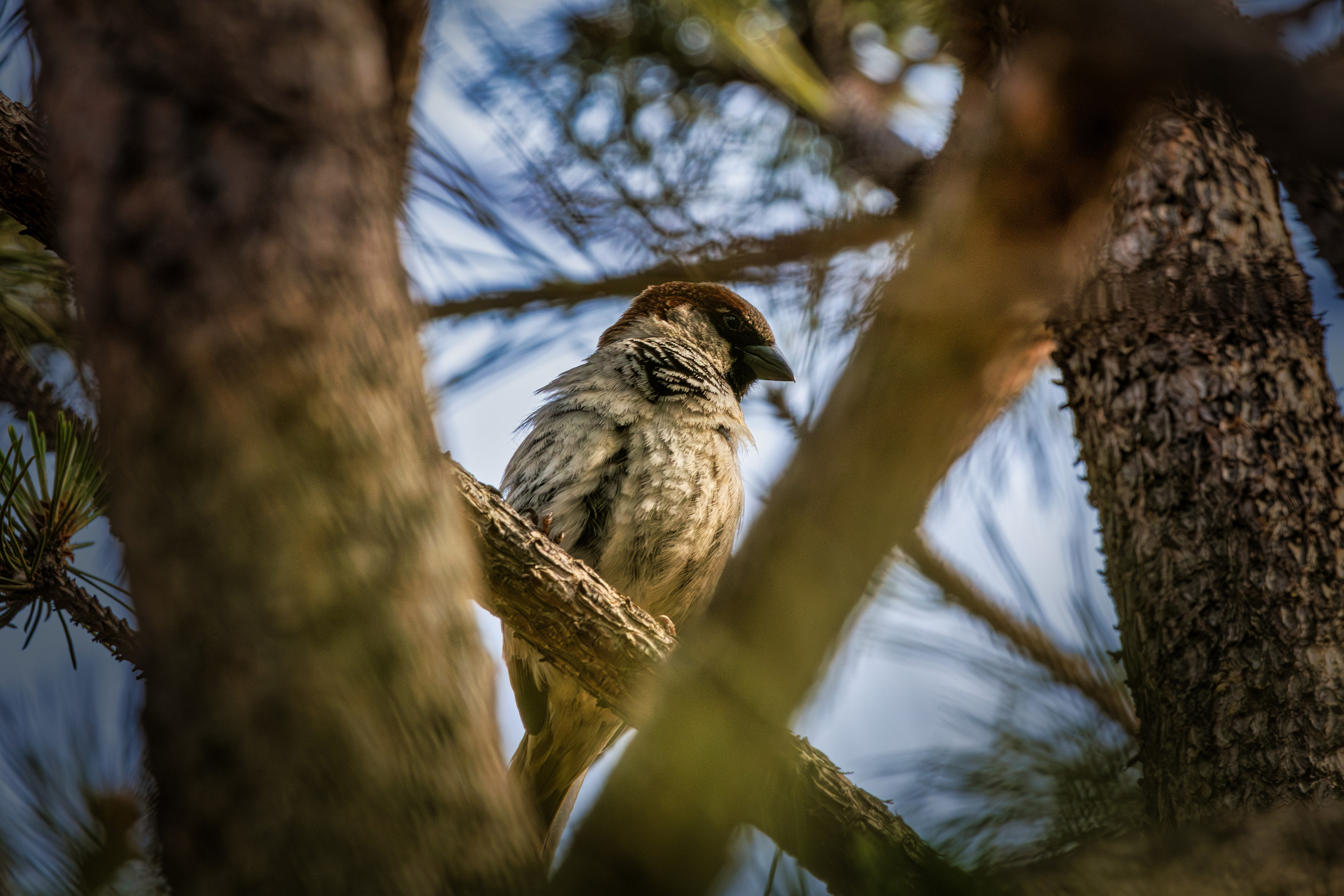 Portret bebeluș la botez realizat de Mitroi Iulian
