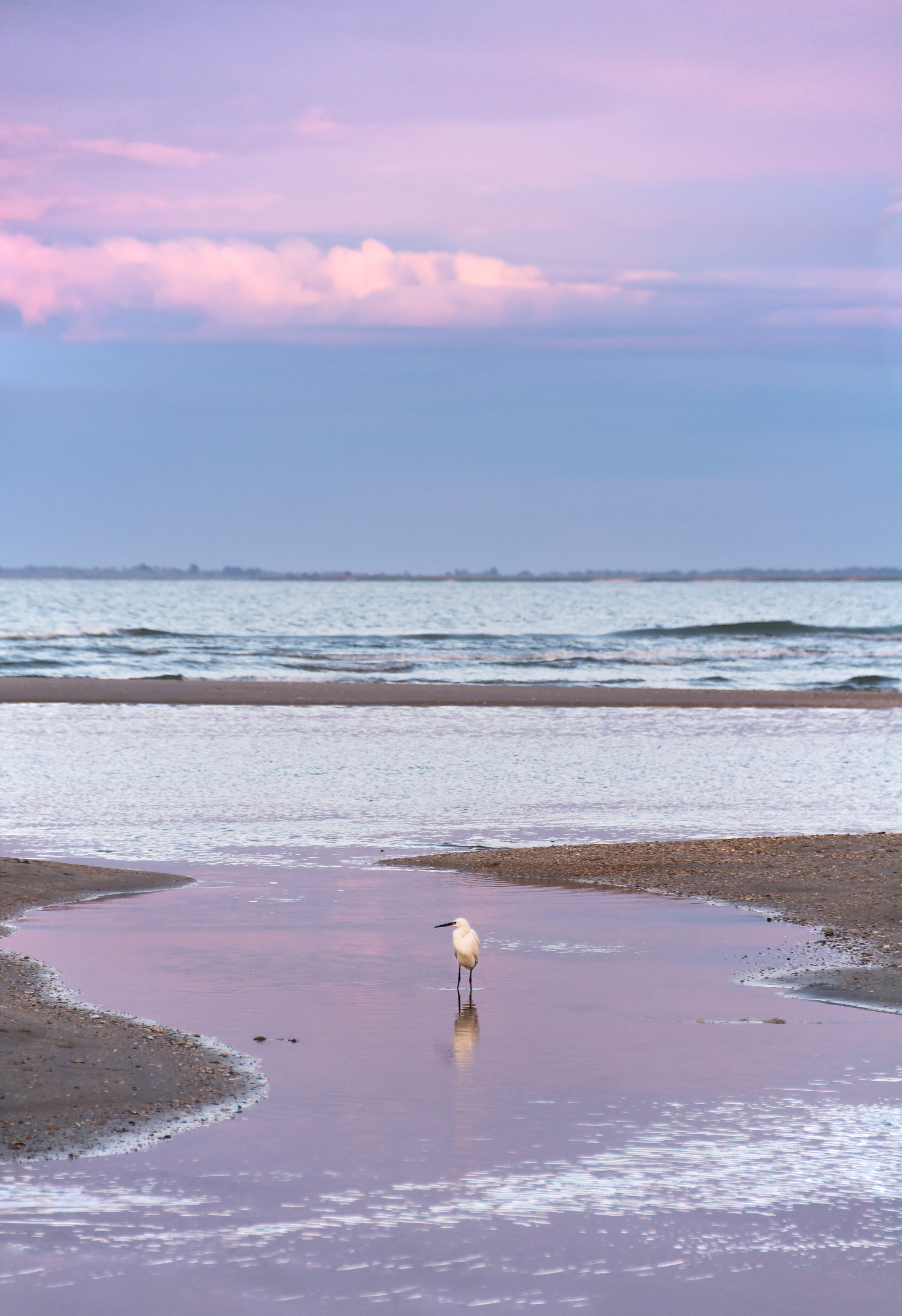 The heron stands in the sea during the sunset