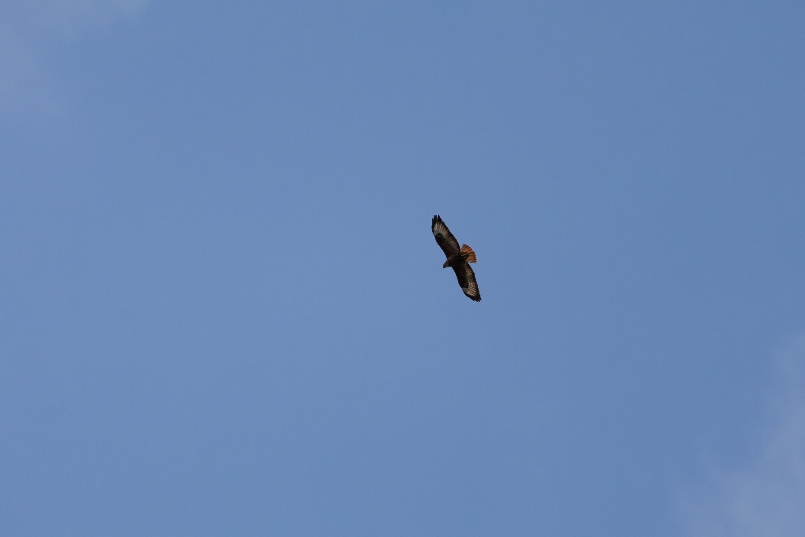 გასეირნება წავკისიდან ვაკის პარკამდე. FramefreeMan