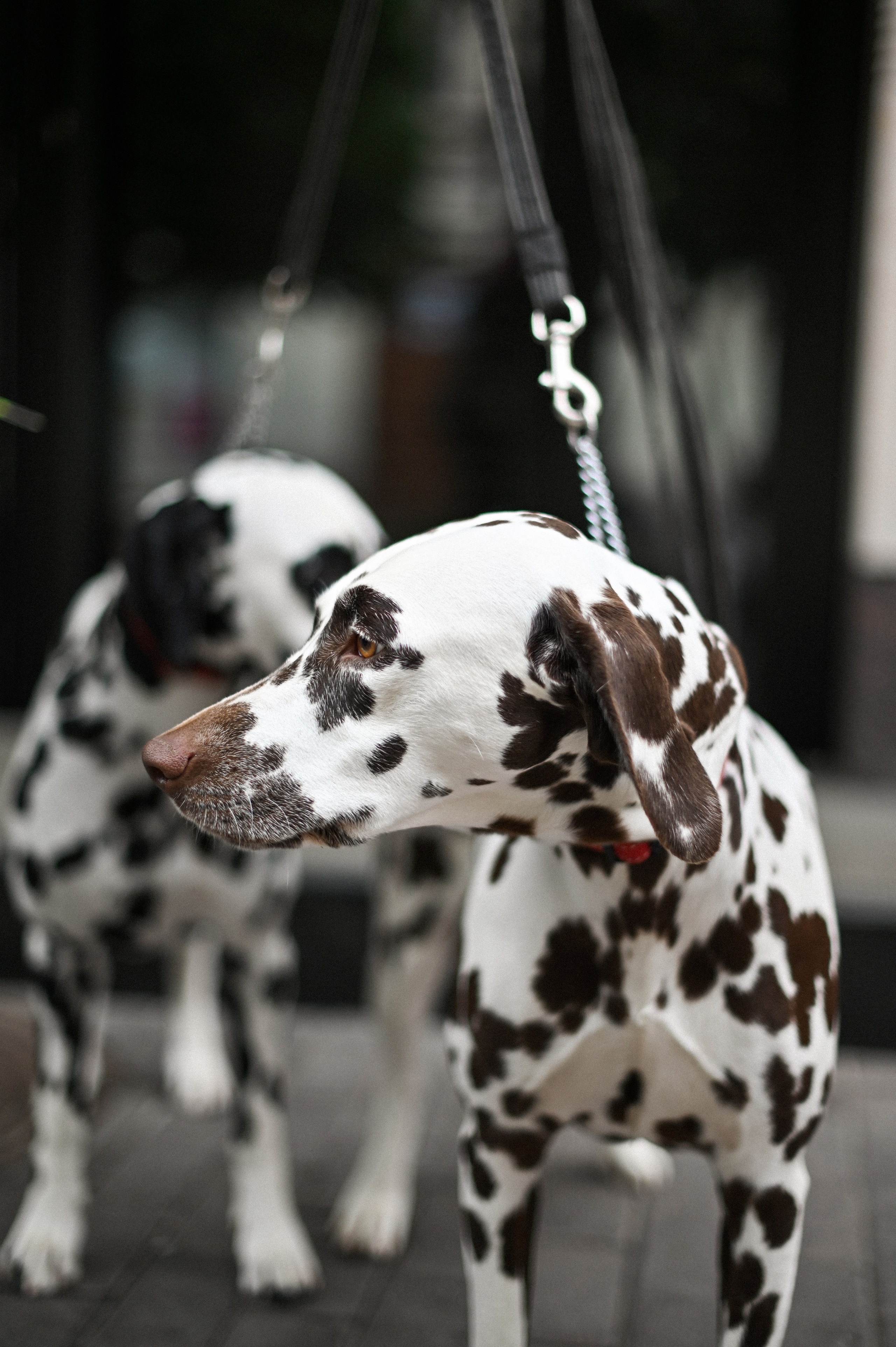 История с далматинцами. Детский и семейный фотограф в финляндии дина пулкка. контент фотограф