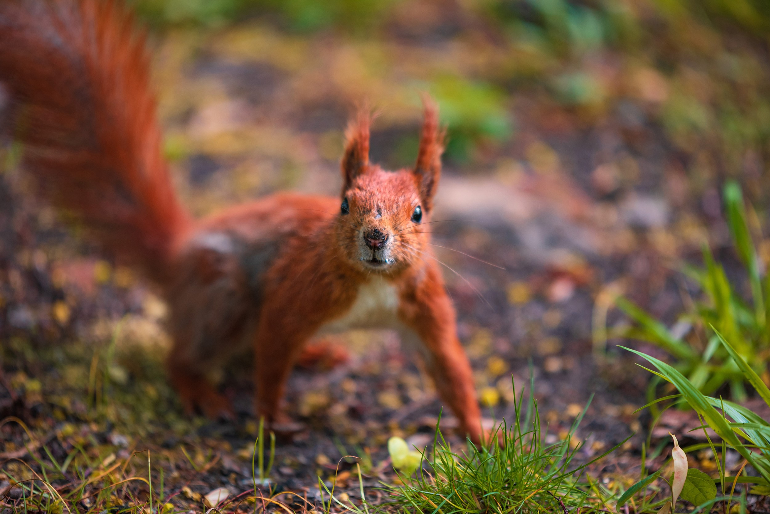 Royal Baths Park — Warsaw. Photographer in Yerevan