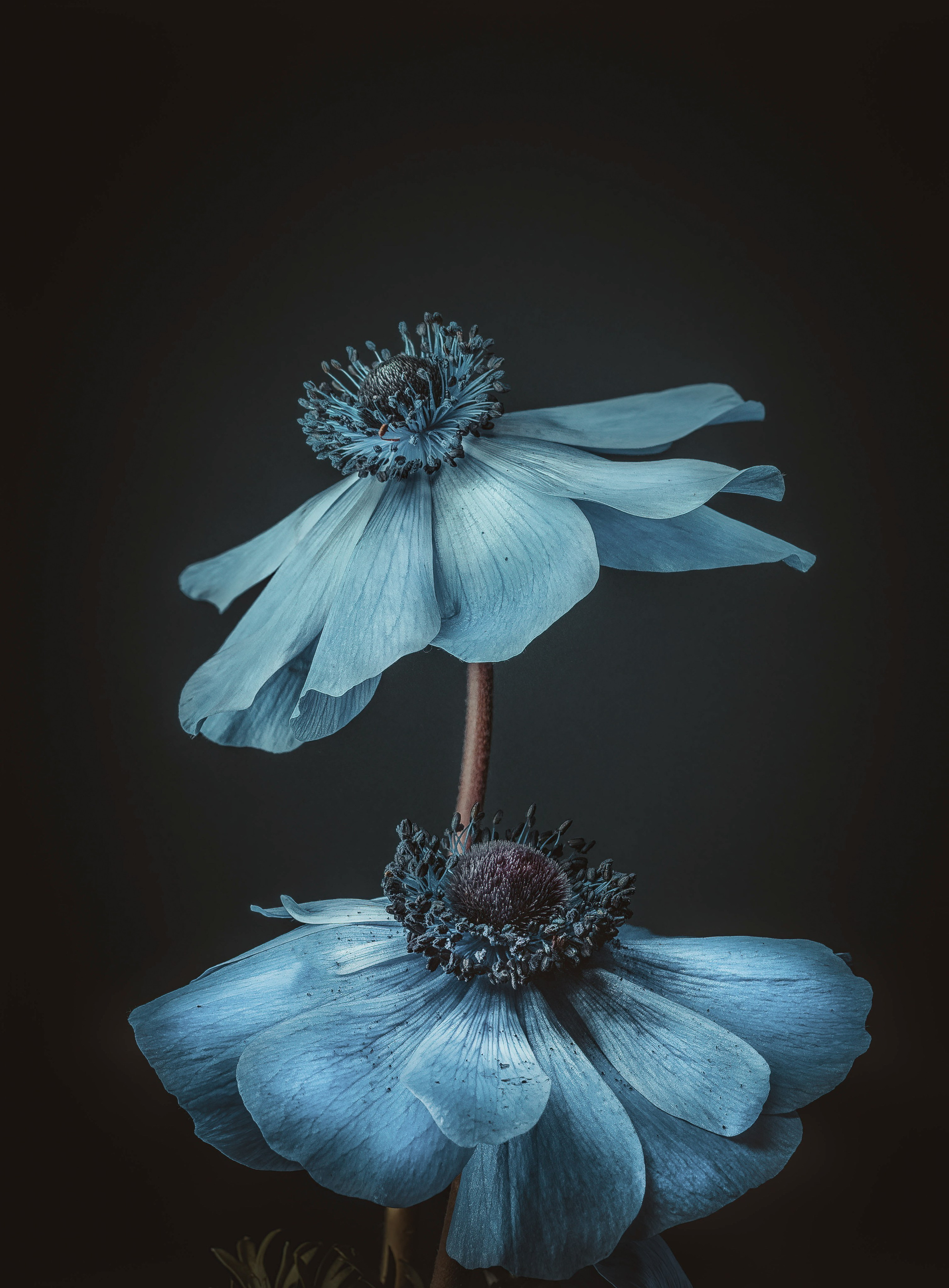 Portfolio. Creative Macro Photographer & Content Creator in Birmingham, UK — Lee Hall