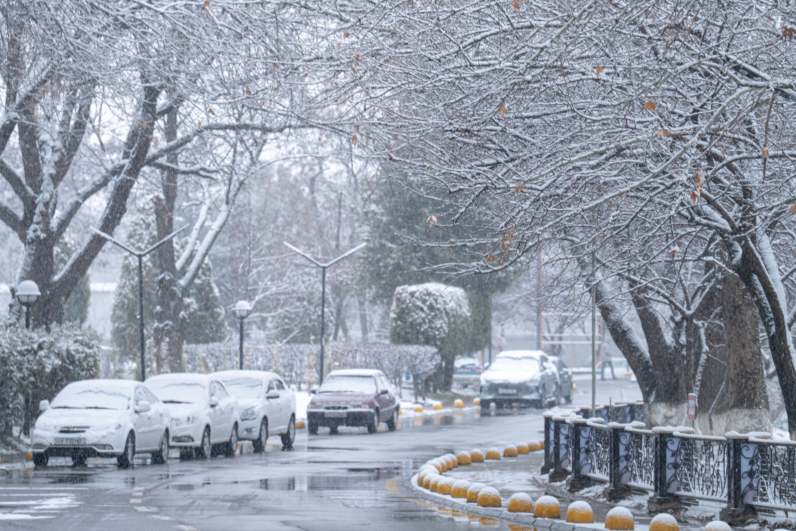 Первый снег в 2024 году. Георгий Намазов | Фотограф в Ташкенте