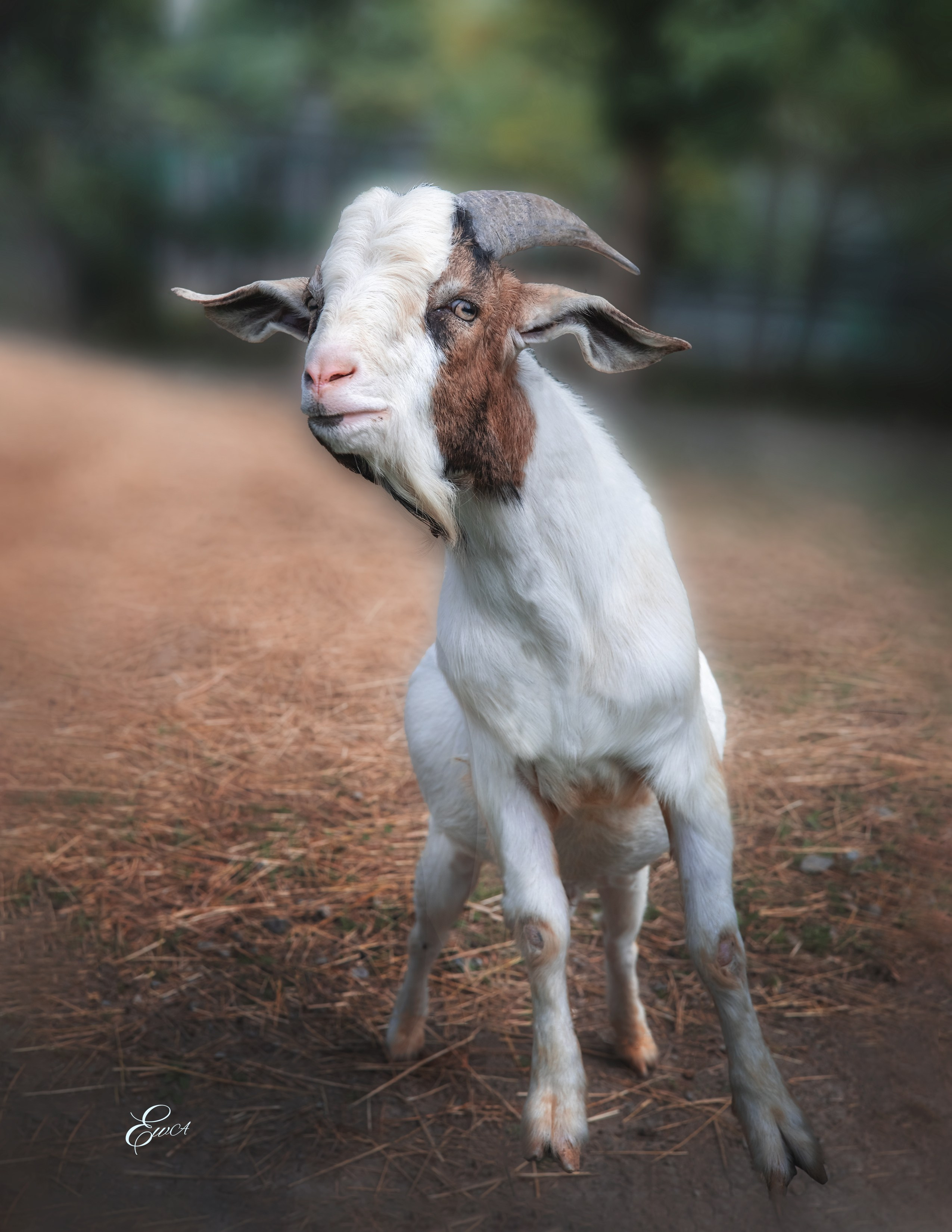 Le monde autour de nous. Photographe de famille à Montréal Ewa Molchanovskaya