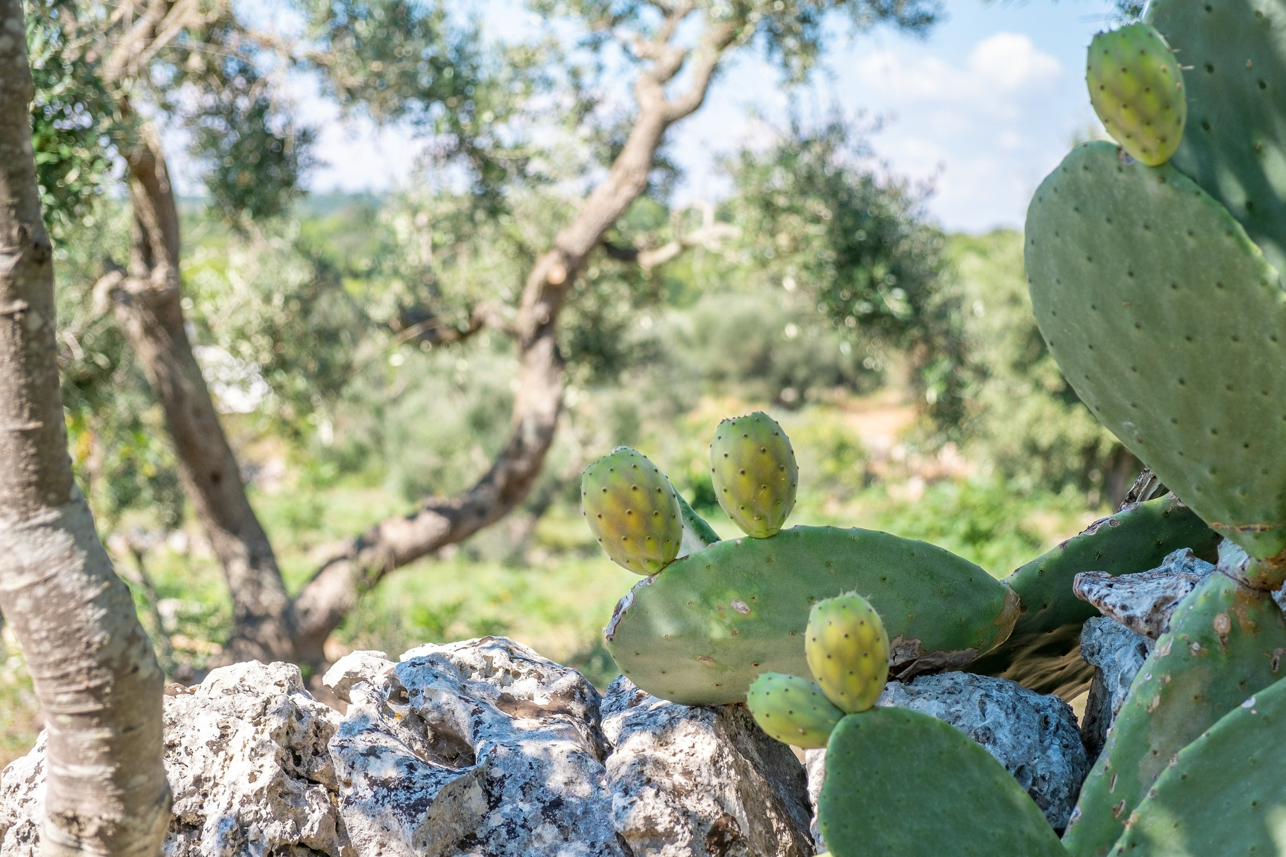 Amazing view of a B&B in the Cisternino countryside (Valle D'Itria, Martina Franca, Apulia, Alberobello, Cisternino, Ostuni, Apulia)