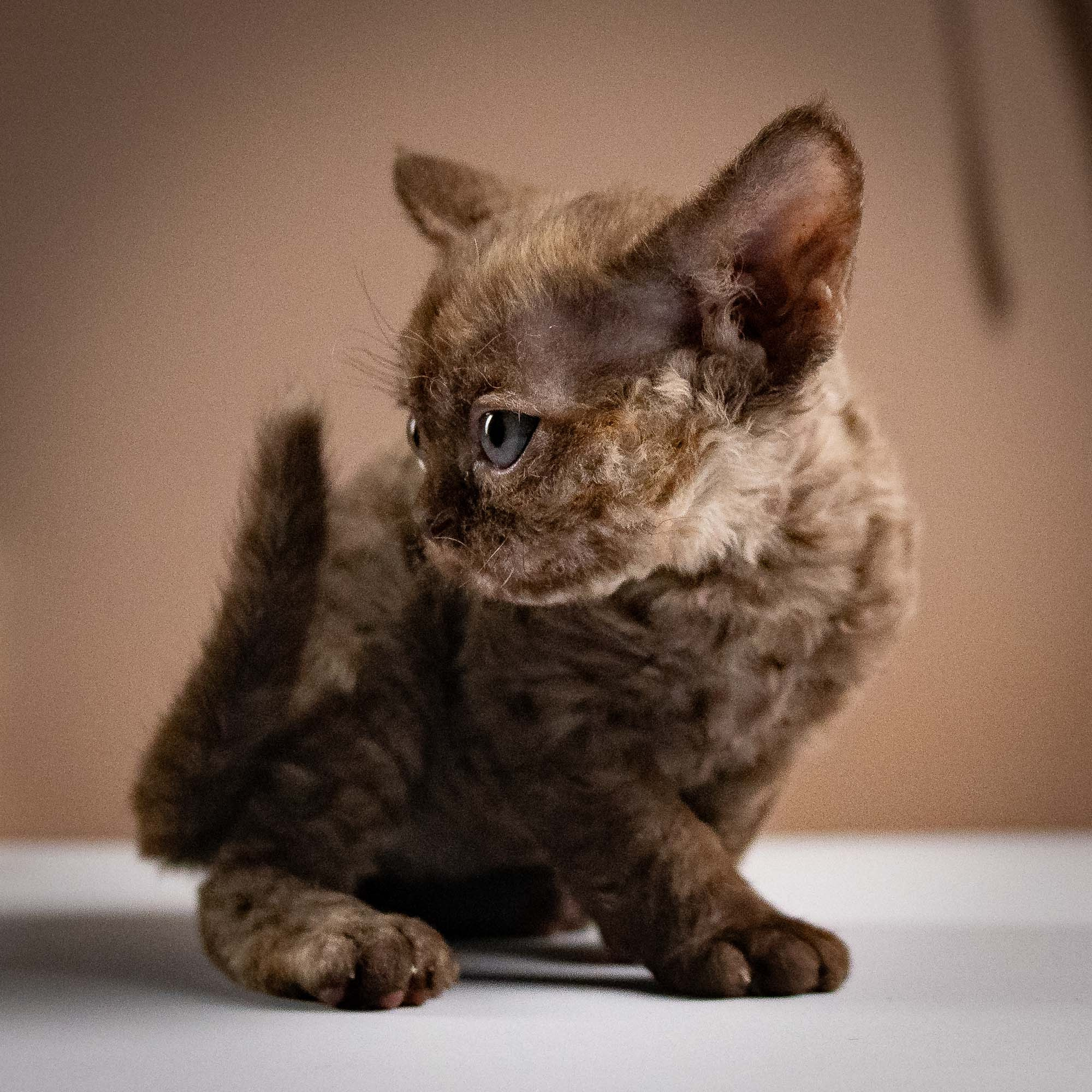 Olivia, girl, born 02.08.26. Devon Rex Pixie Cattery