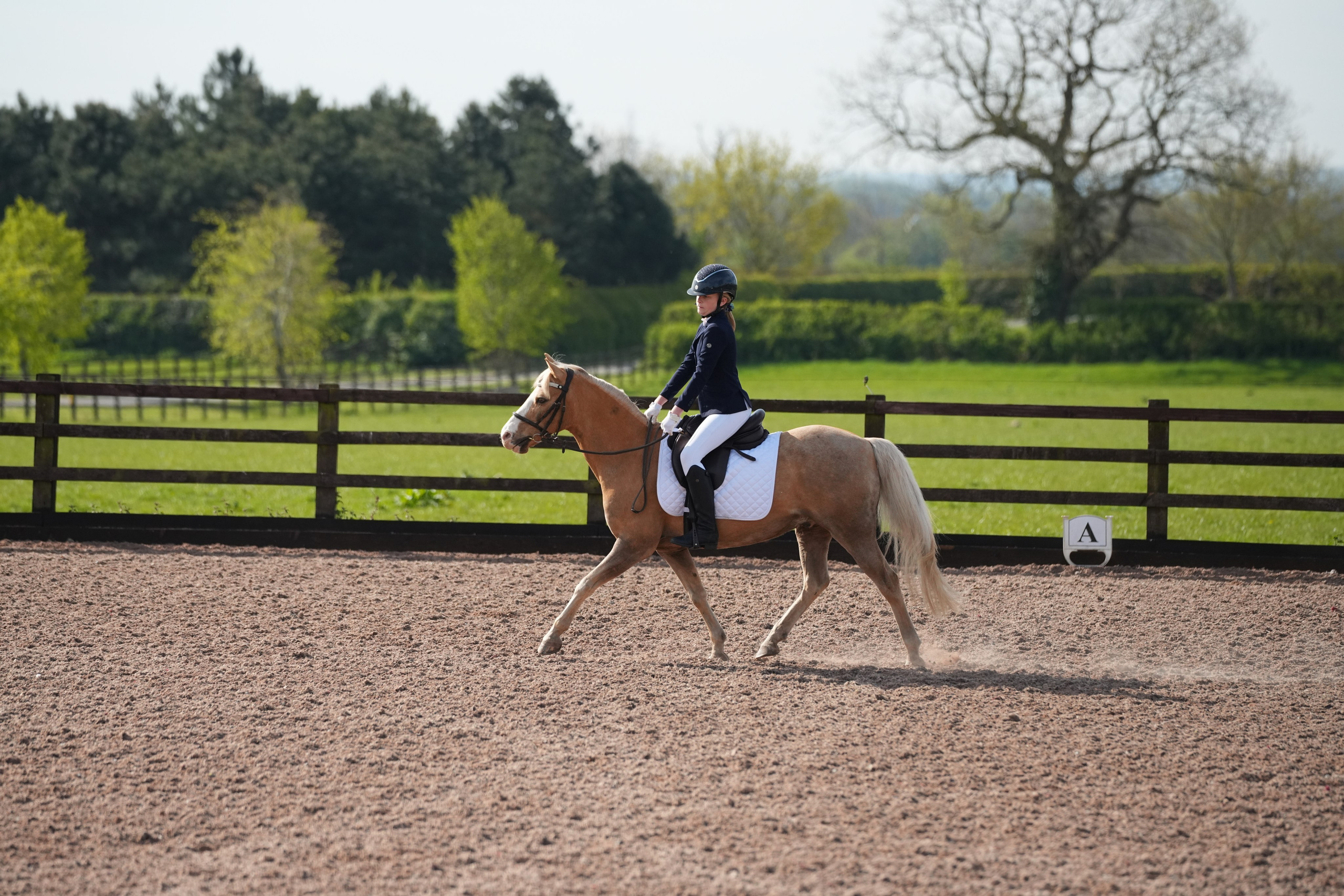 Dressage. Leicestershire Equine Photography by El | Authentic Equine Portraits & Events