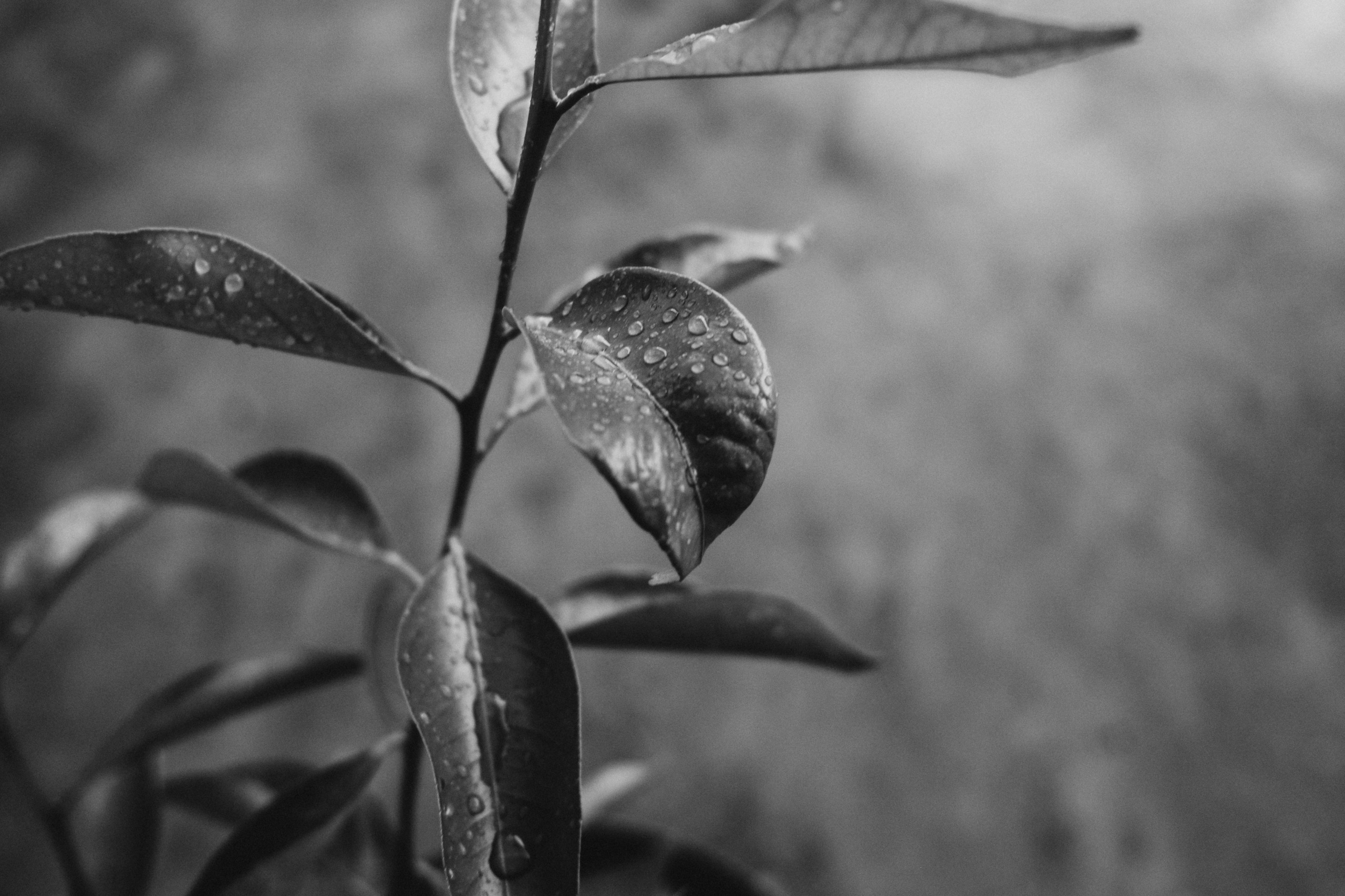 Gallery. Photographer Irina