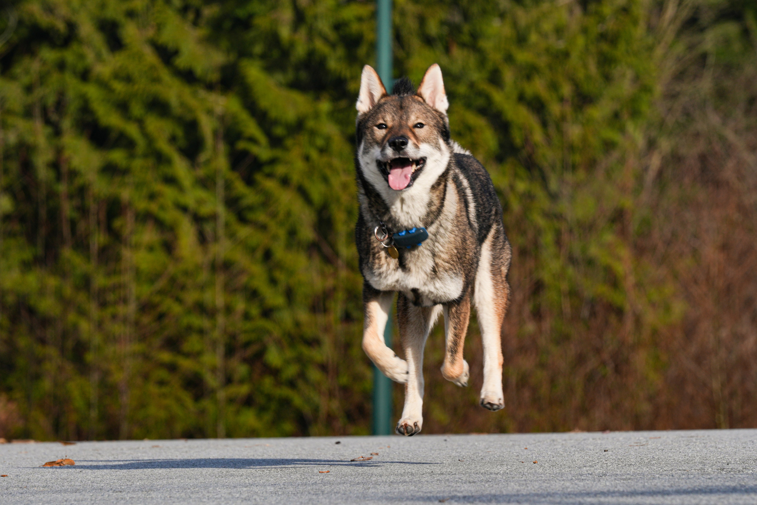 Pets. Shuttergry Photography