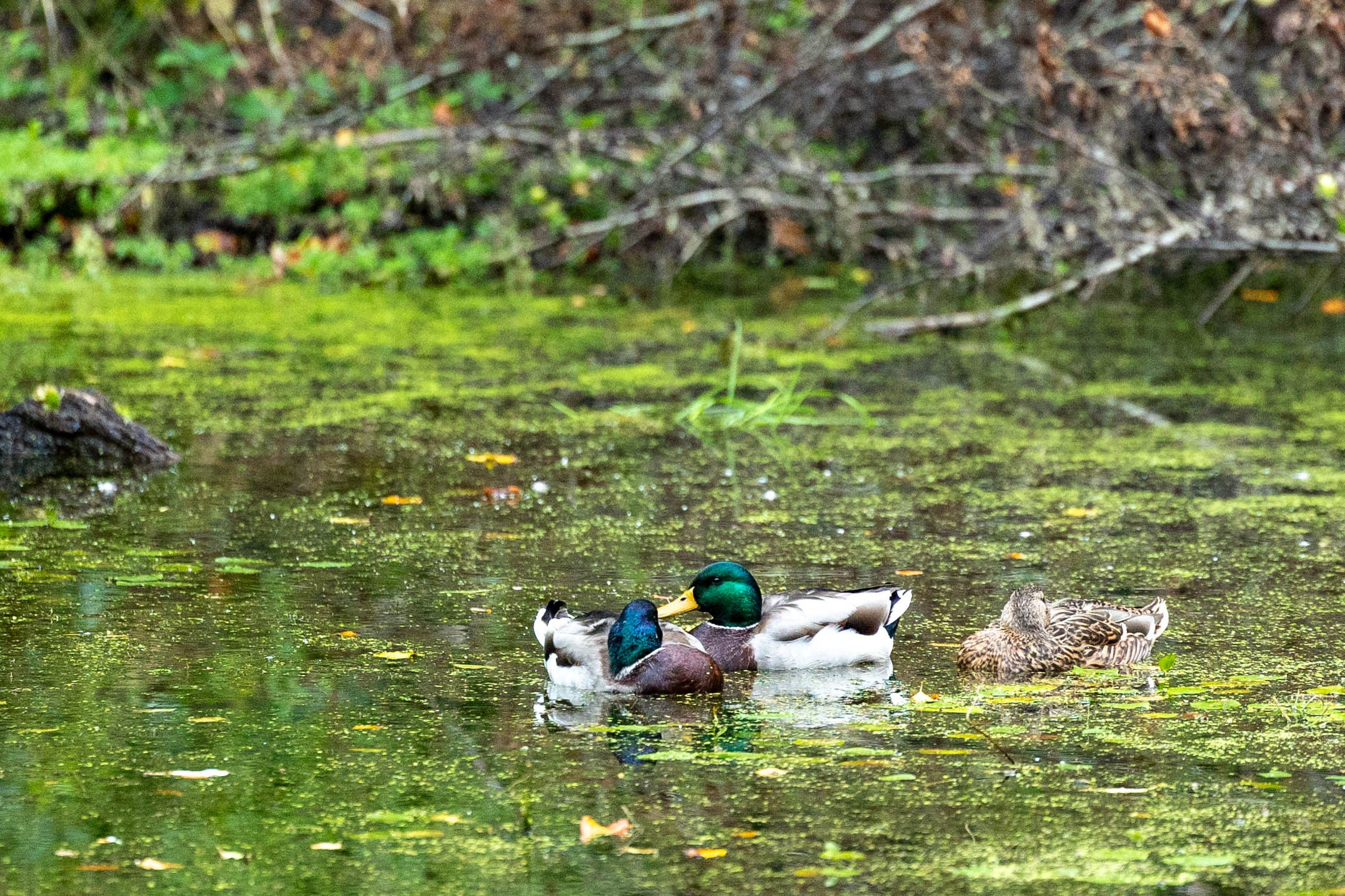 Efterår. Fotograf Aarhus | Portrætfoto Århus | Flotte billeder