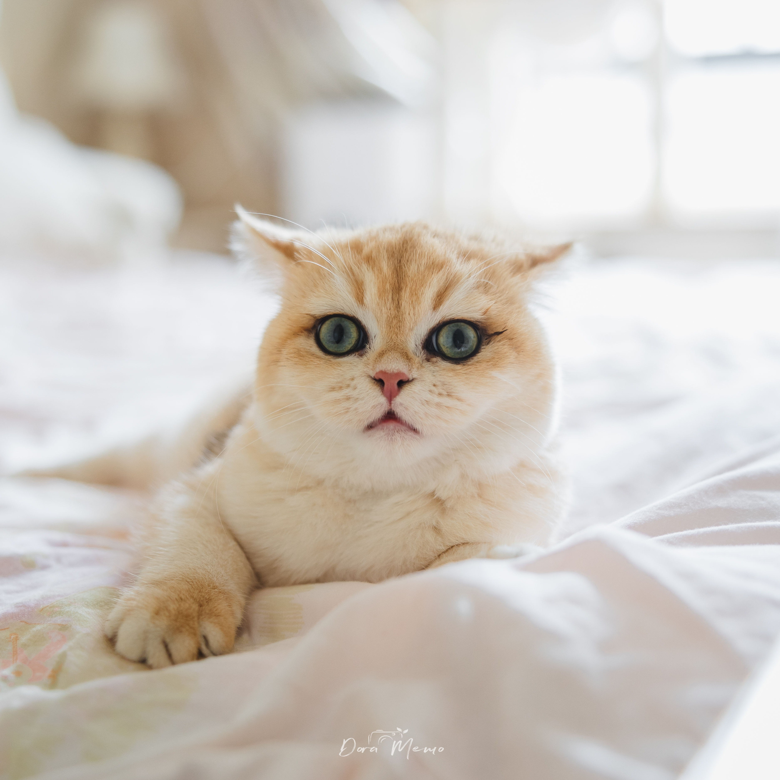 Close portrait of an orange cat looking at the camera on a soft bed.