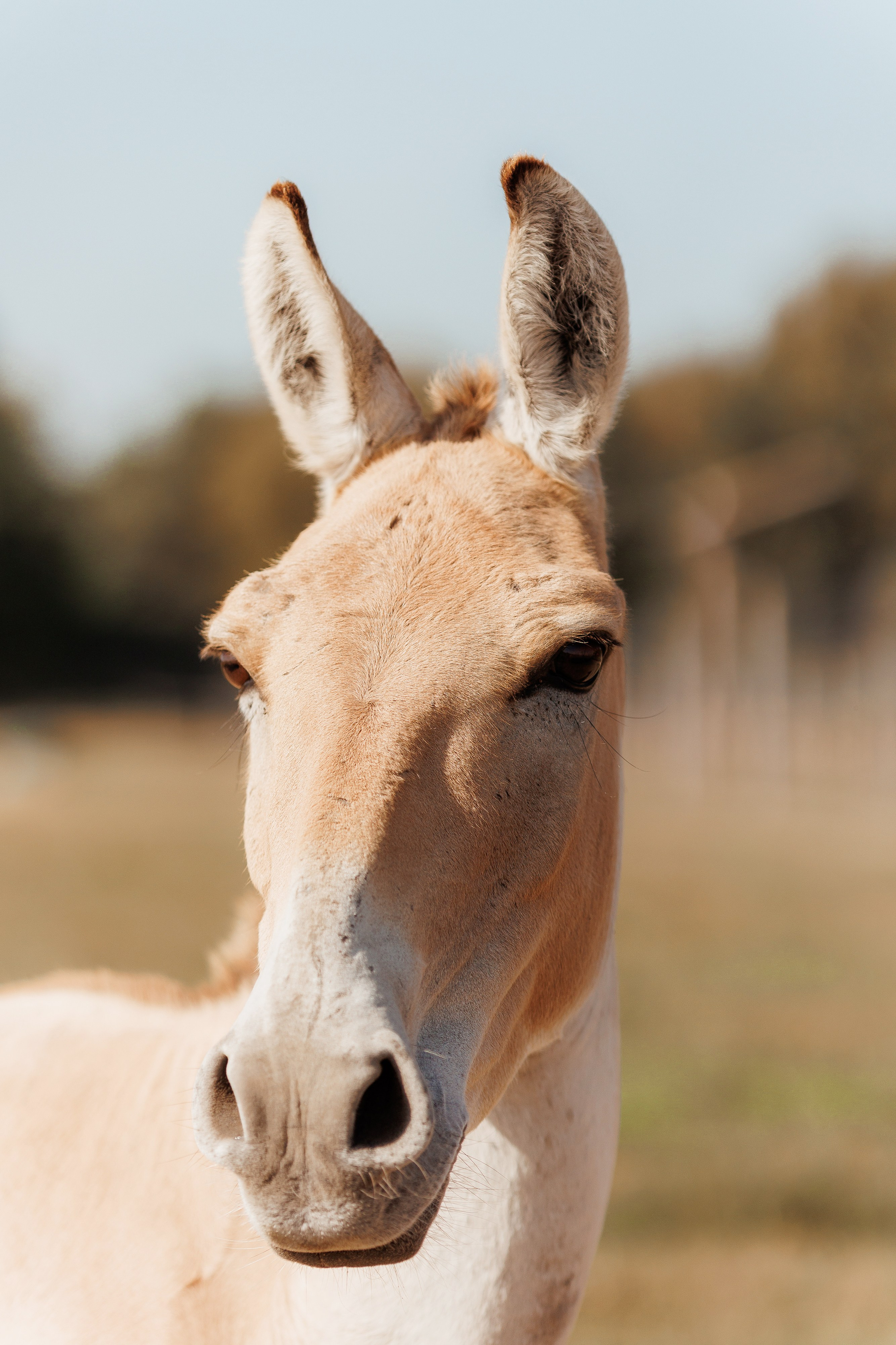 Екопарк Аміла. Ірина Терещук