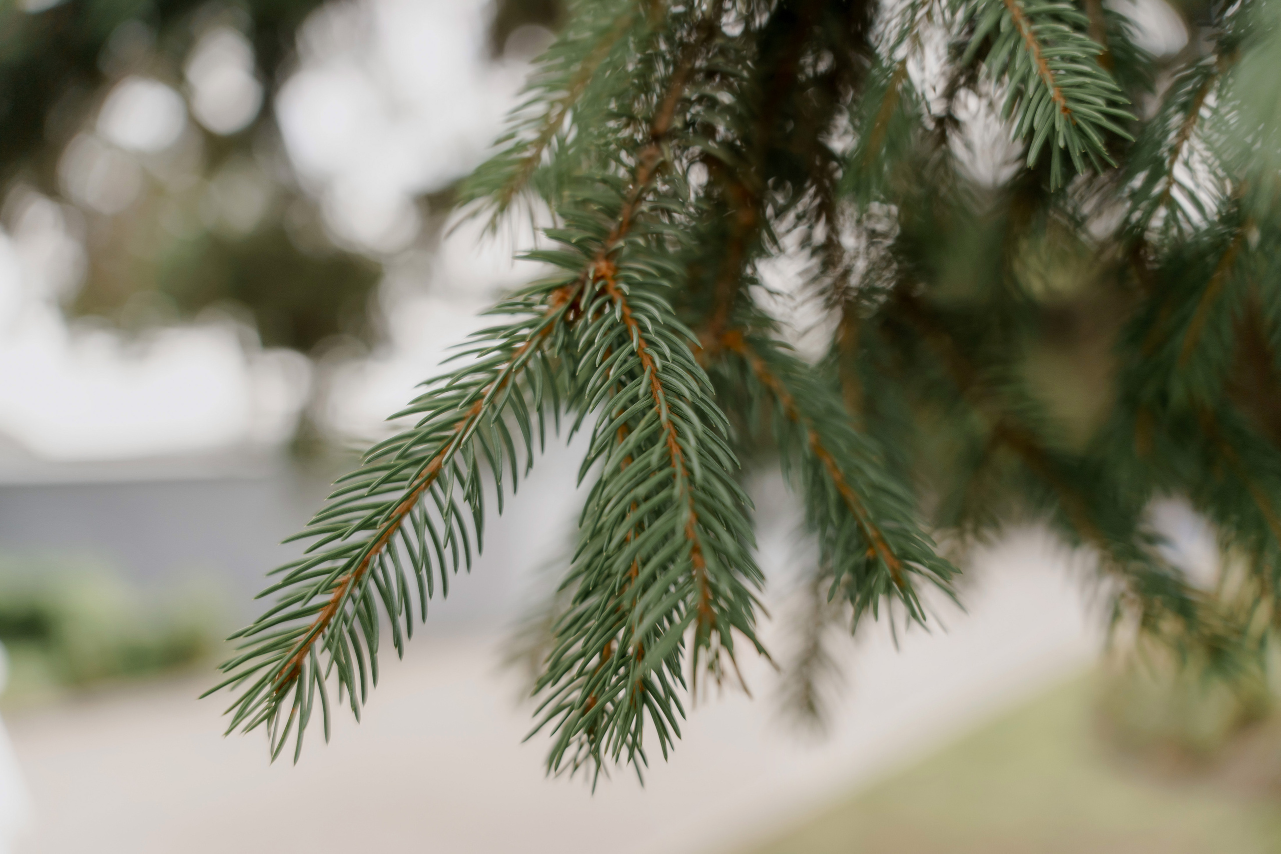 Шамиль и Валентина. Orange County Wedding Photographer & Videographer | Candid & Timeless Wedding Photo + Video | Italiantsev