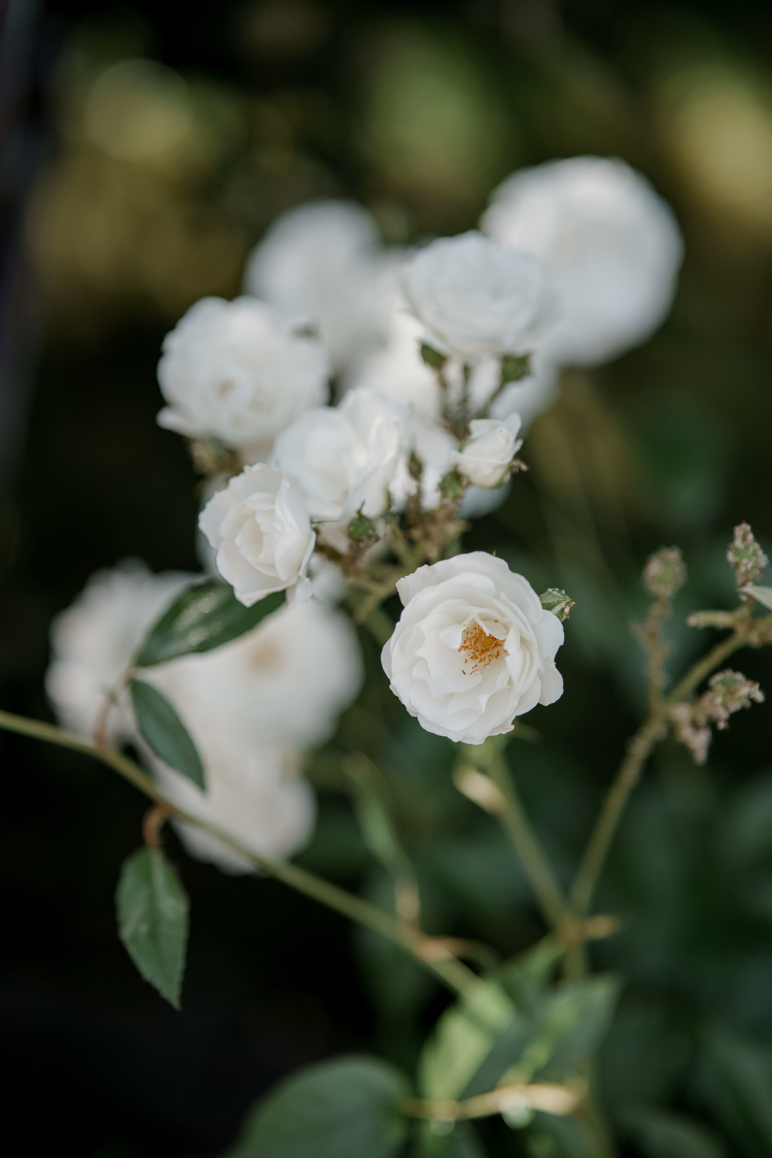 Дмитрий и Анна. Orange County Wedding Photographer & Videographer | Candid & Timeless Wedding Photo + Video | Italiantsev