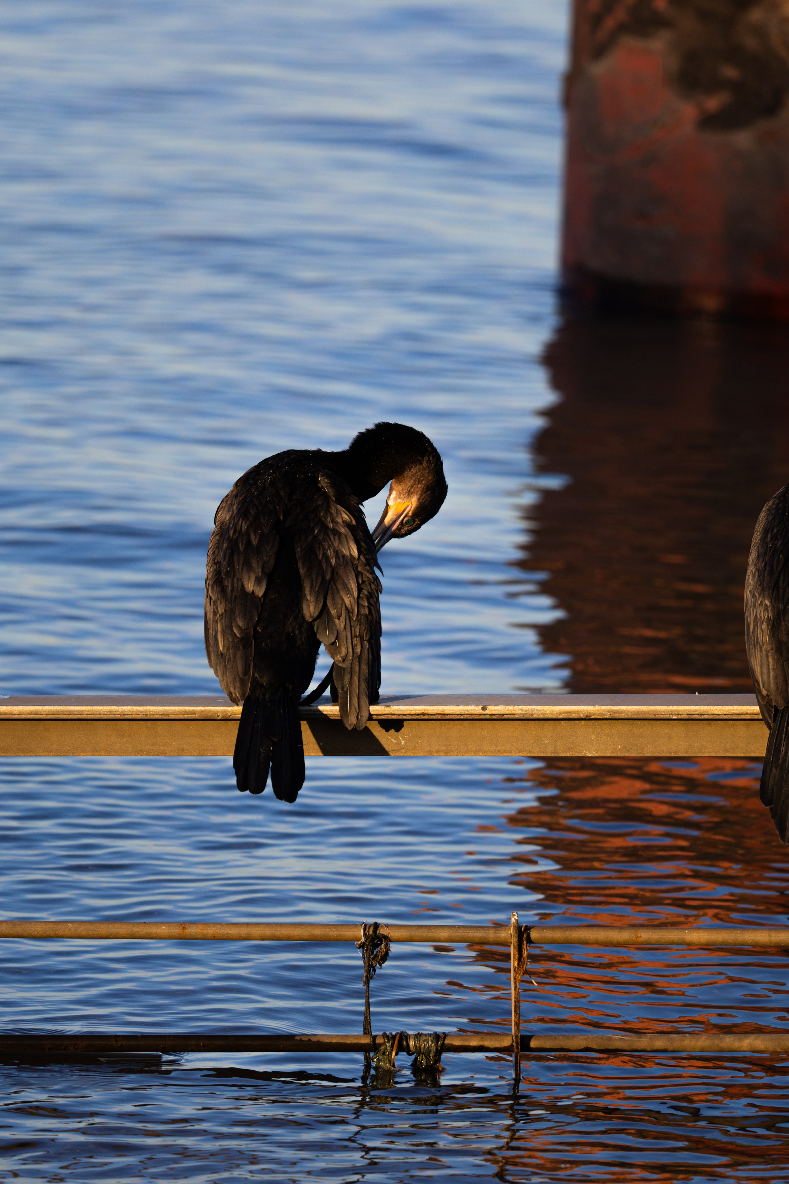 WildLife. Фотограф в Буэнос-Айресе