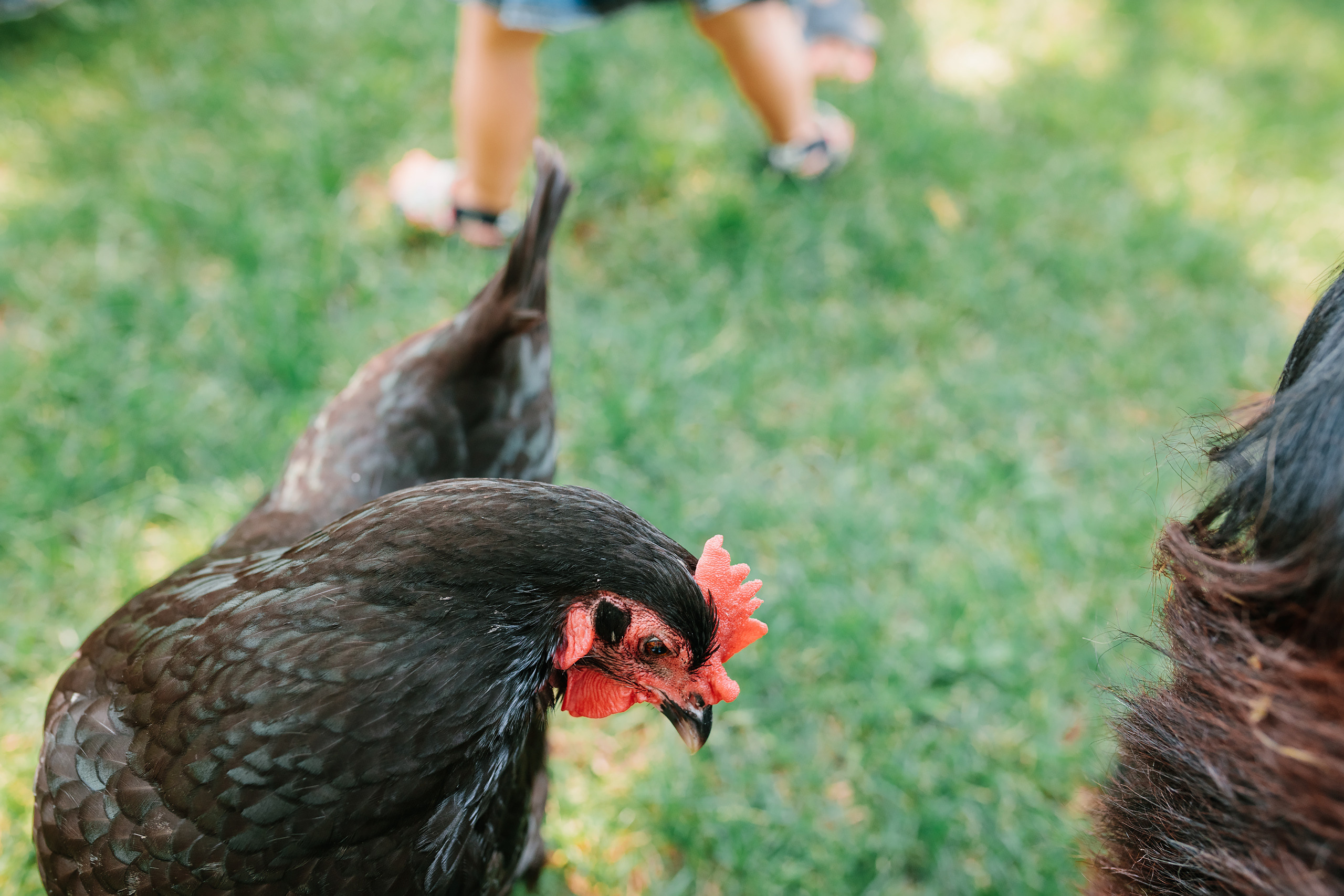 07.23.2022 First birthday. Wedding family event photographer in Chicago Nick Yushevich