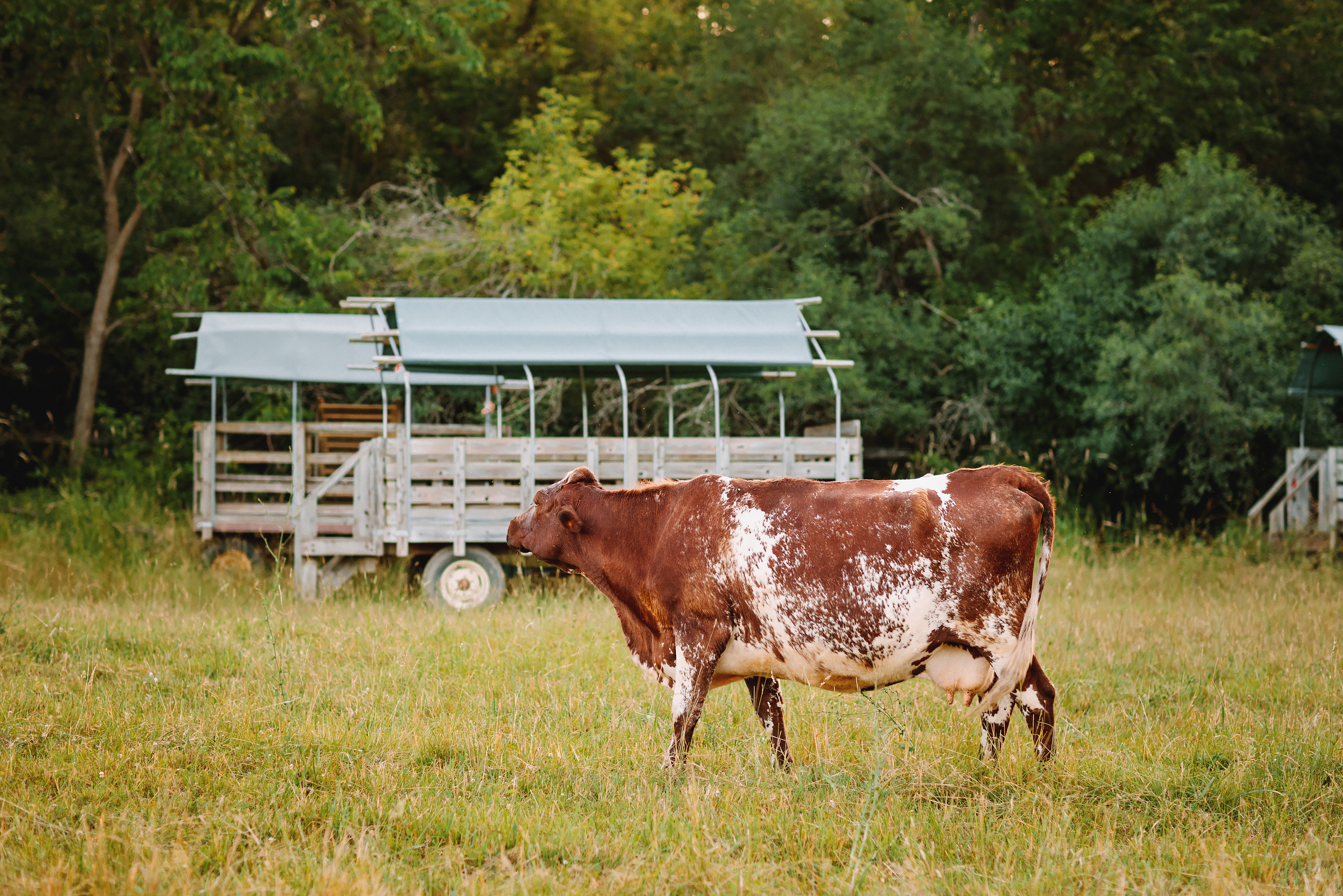 06.22.22 Family Photoshoot. Wedding family event photographer in Chicago Nick Yushevich