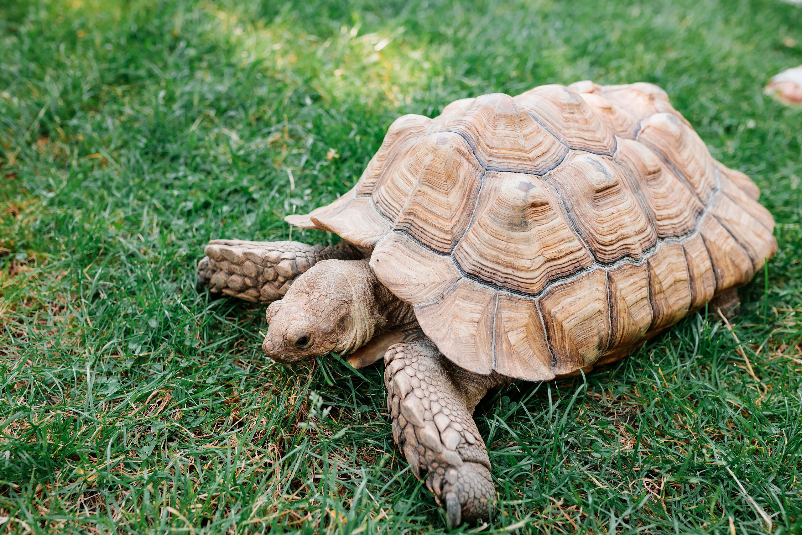 07.23.2022 First birthday. Wedding family event photographer in Chicago Nick Yushevich