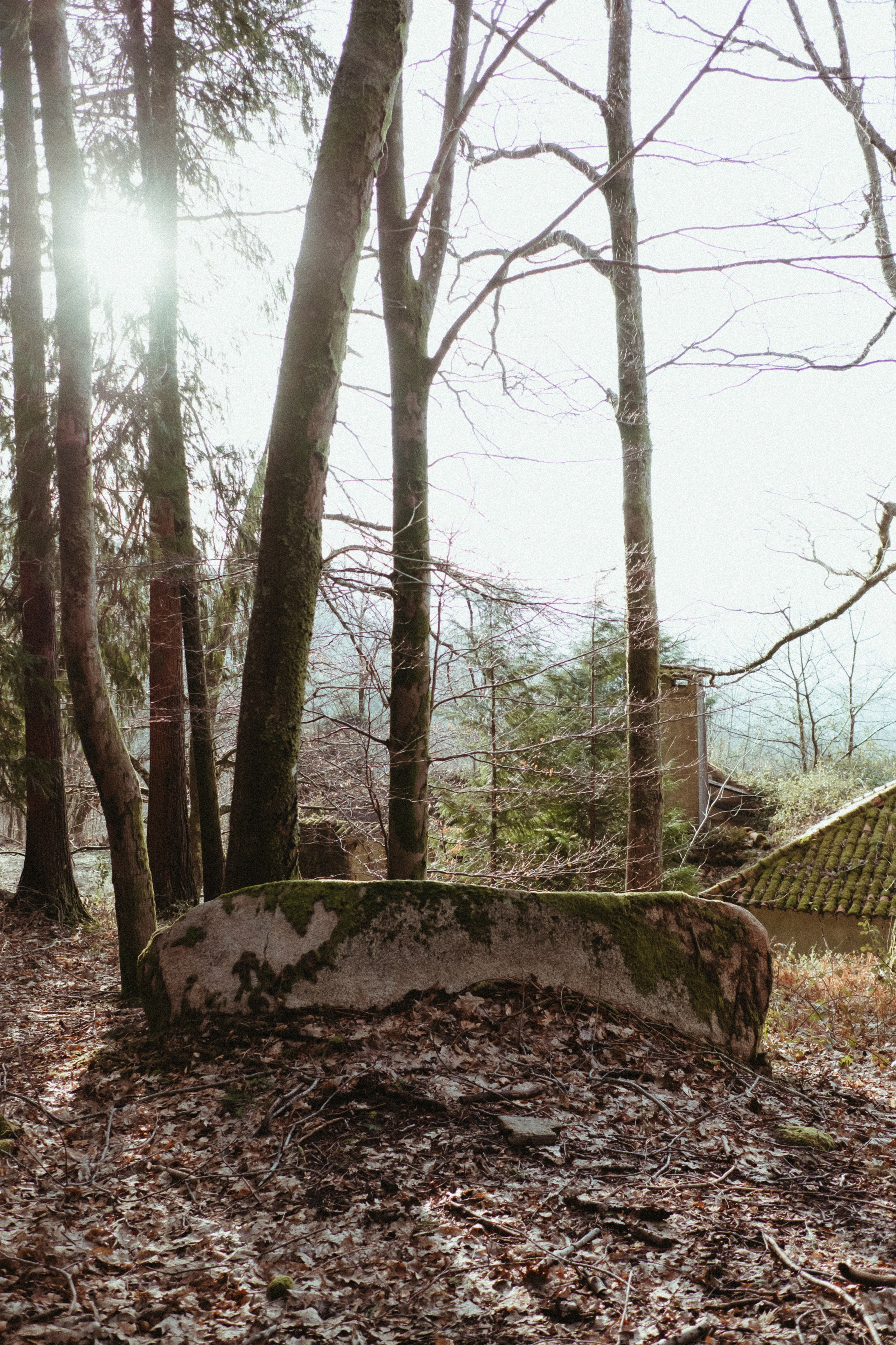 Forest engagement session location in Portugal with moss and natural light
