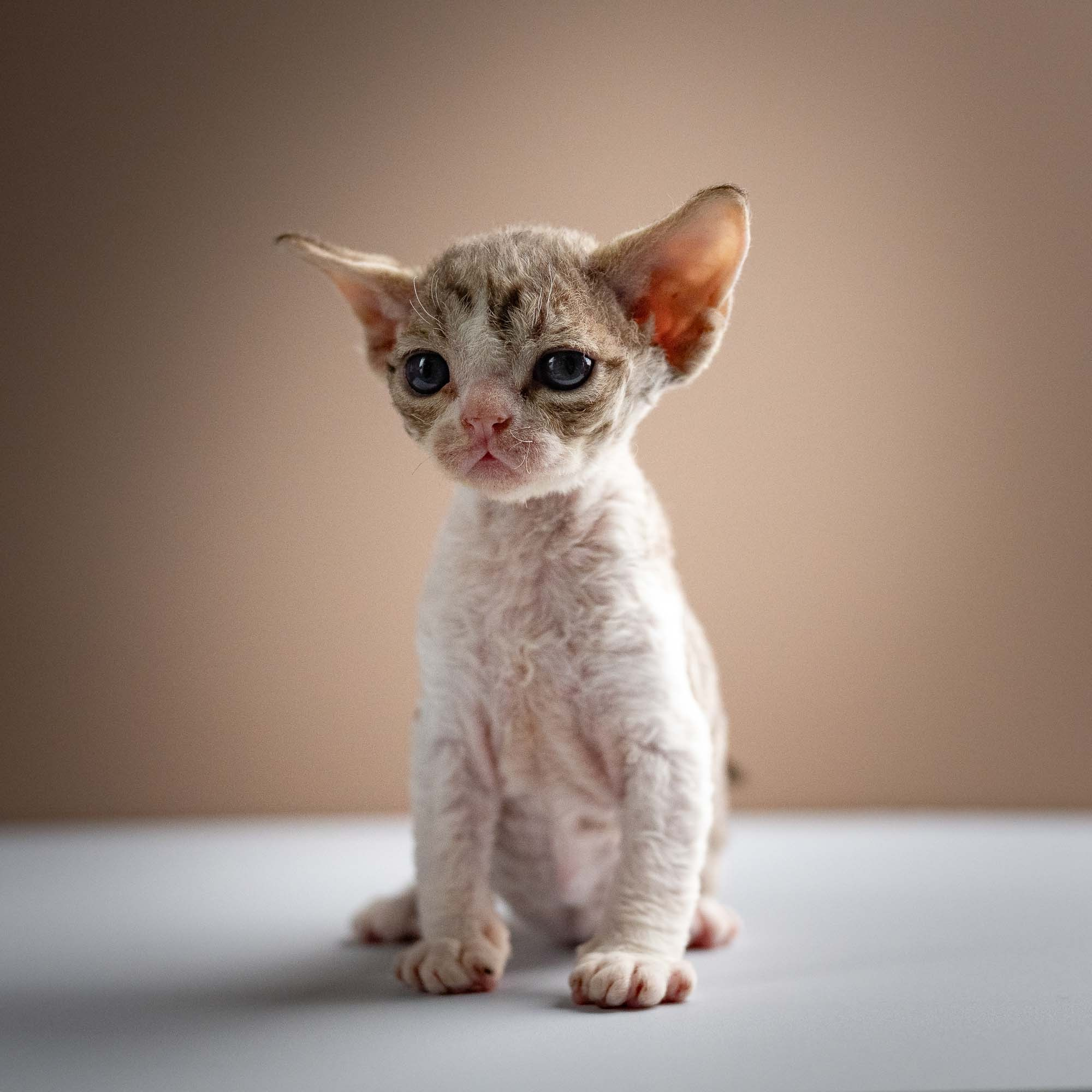 Sebastian, boy, born 05.15.26. Devon Rex Pixie Cattery