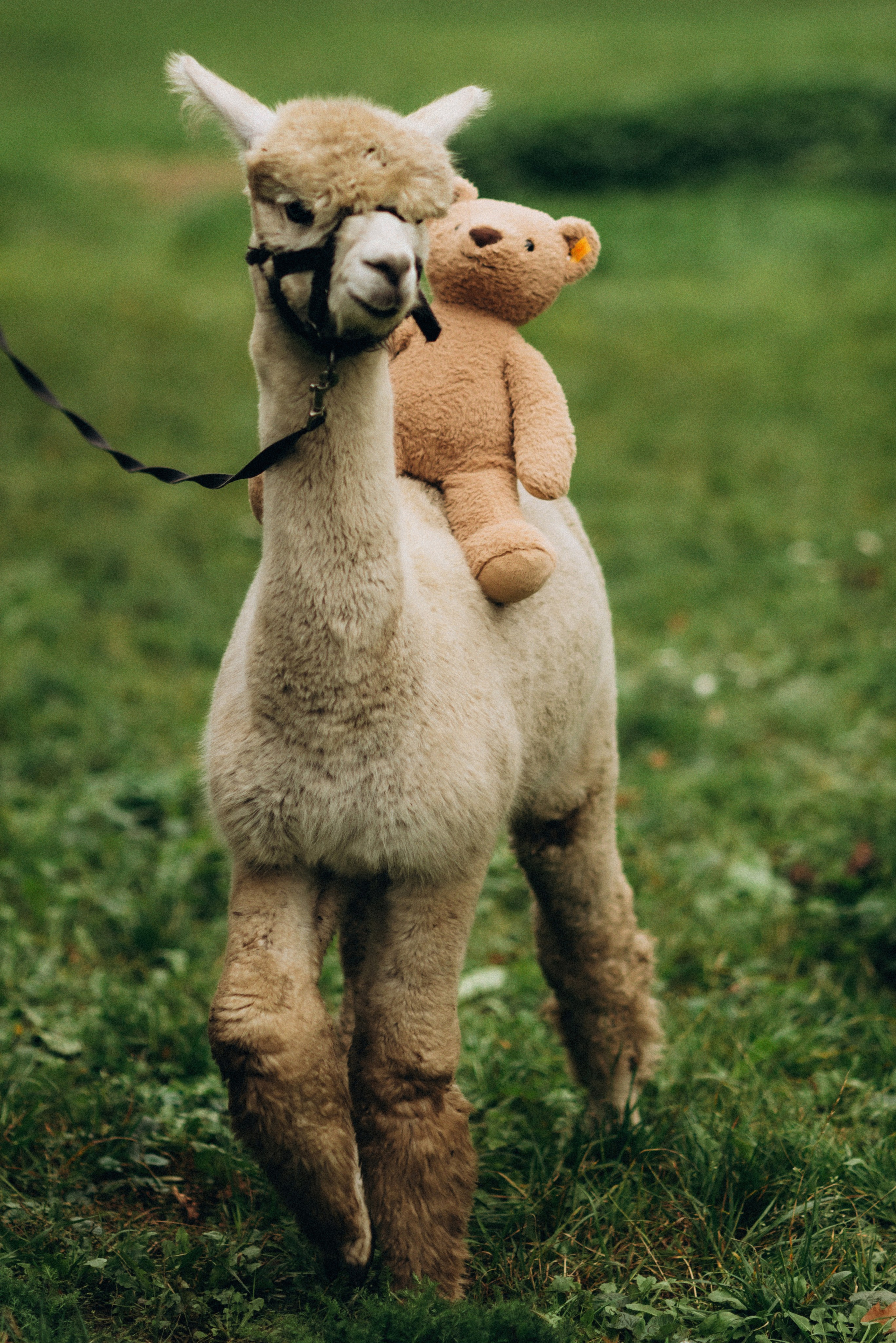 Семейная фотосессия с альпаками. Семейный фотограф Лейпциг, Германия