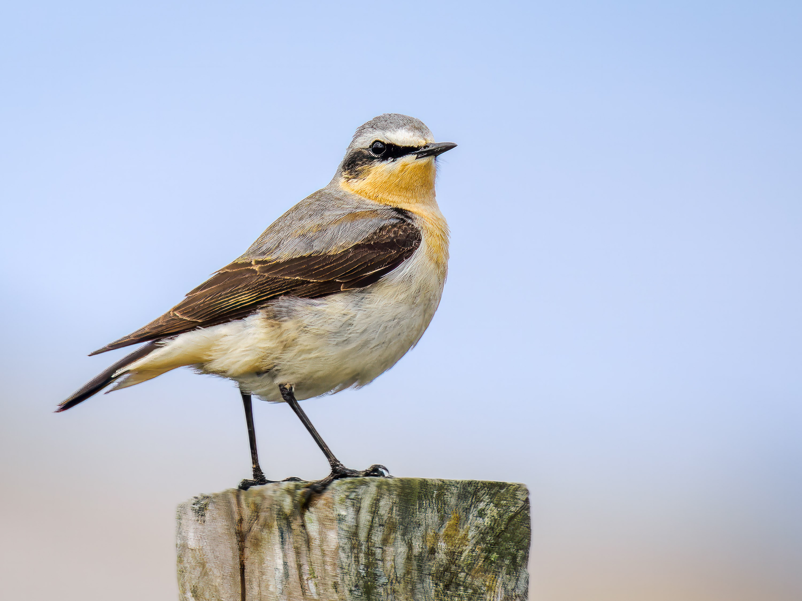 UK Wildlife Photography Gallery. Hedley Wright Photography | East Anglia Sport, Street, Wildlife, Landscape & Astrophotography