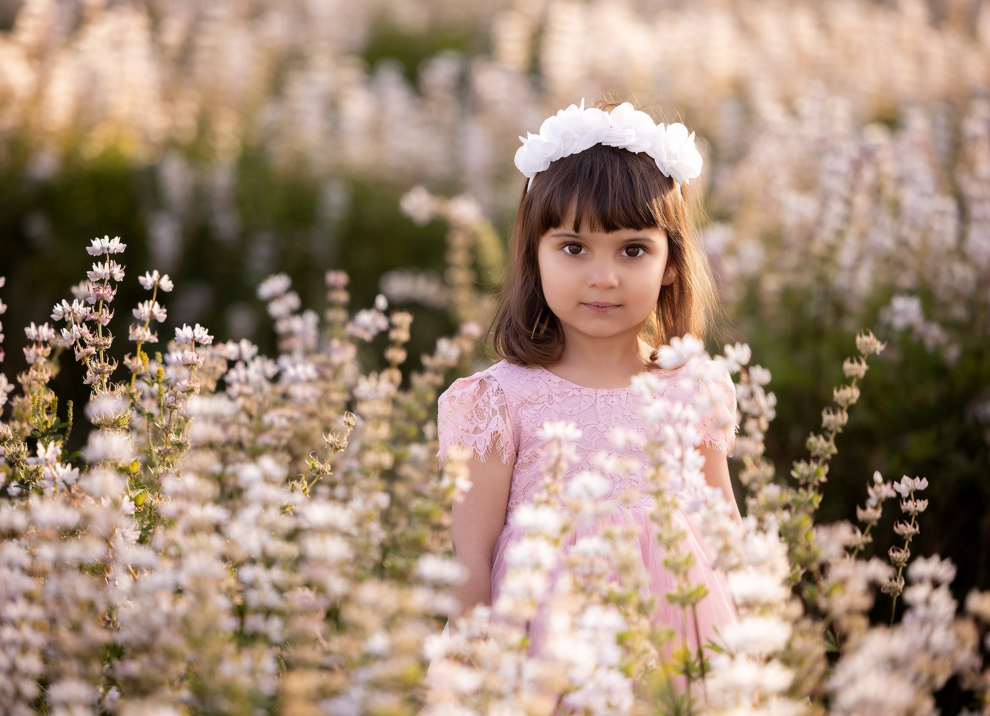 Lupines Story. Photographer is San Jose, Iryna Novosyolova