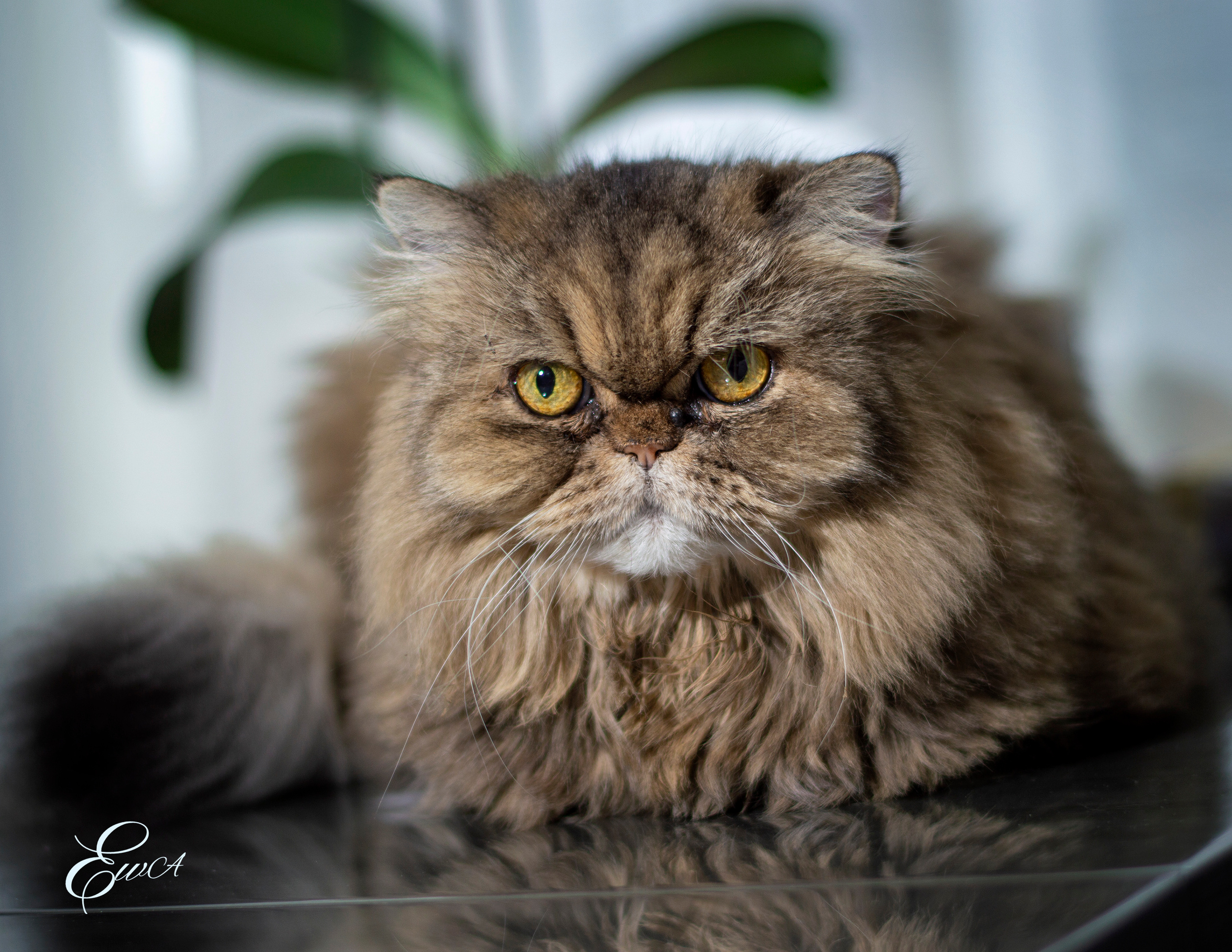 Le monde autour de nous. Photographe de famille à Montréal Ewa Molchanovskaya