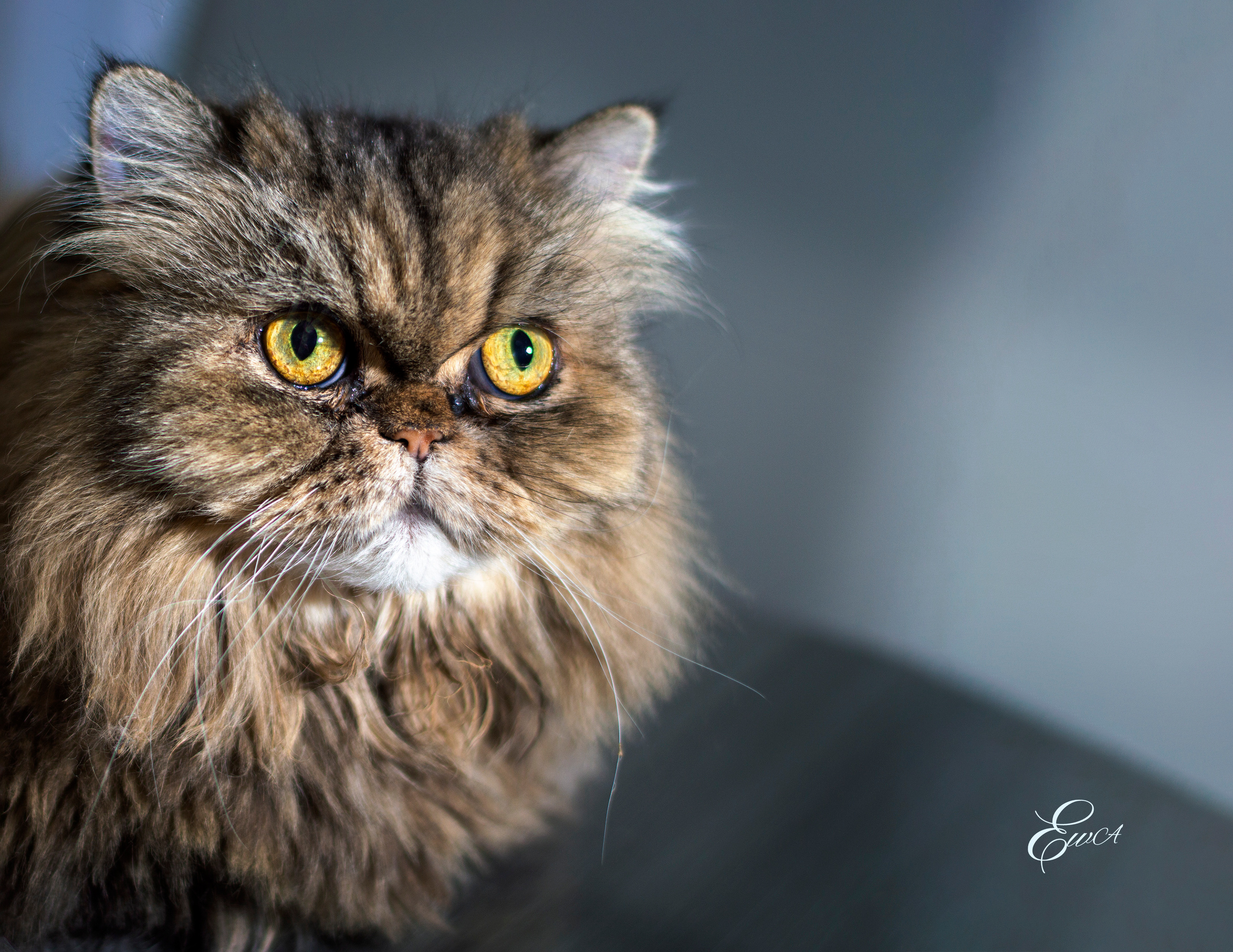 Le monde autour de nous. Photographe de famille à Montréal Ewa Molchanovskaya