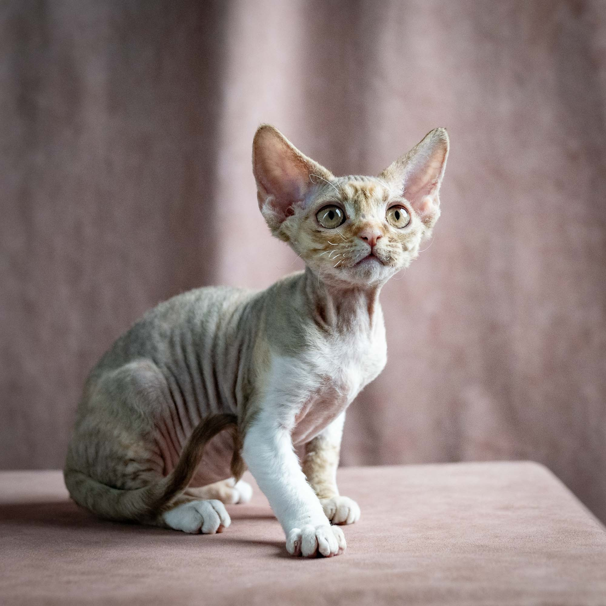 Ophelia, girl, born 02.08.26. Devon Rex Pixie Cattery