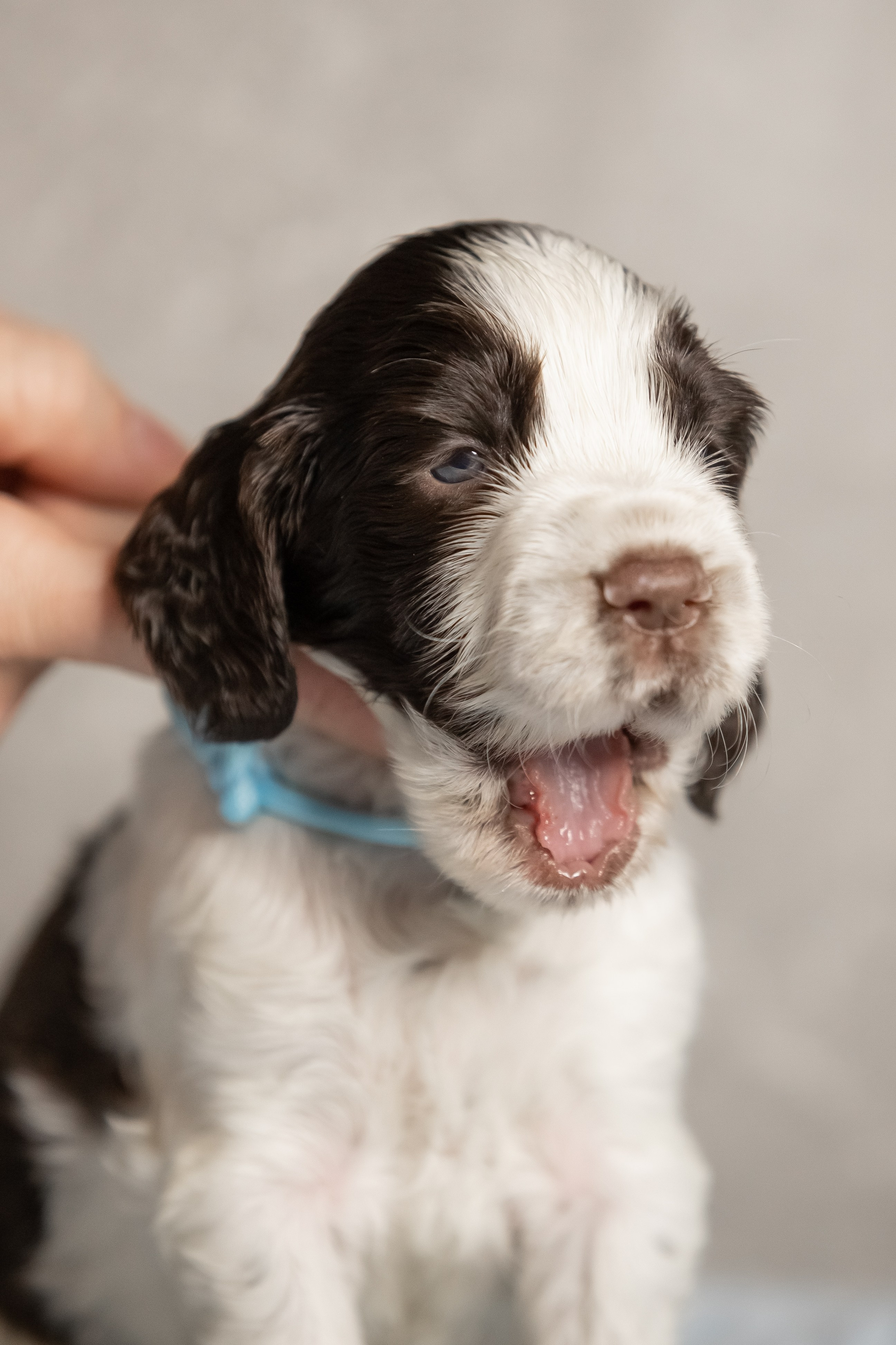 Male — Blue collar 💙. Website of the titled stud dog of the Springer Spaniel breed