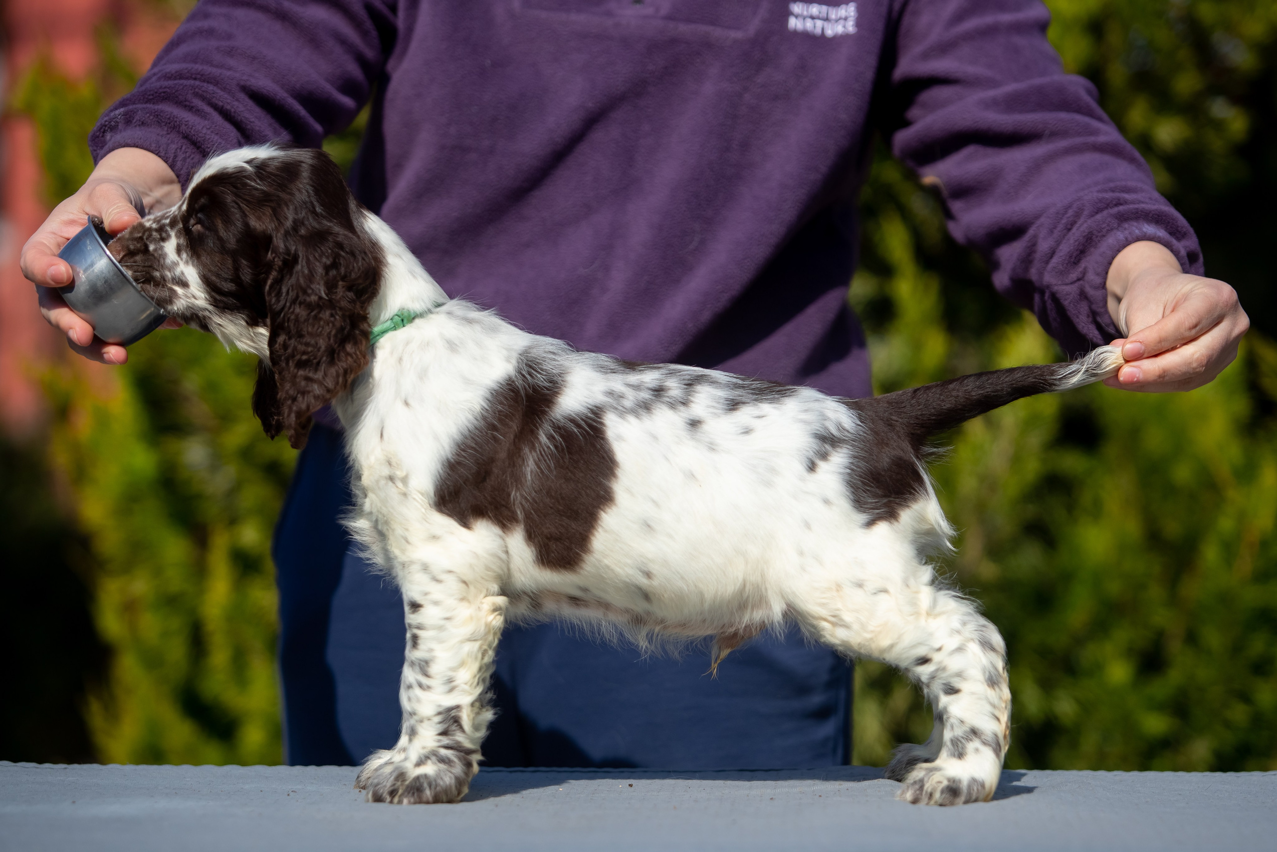 Male — Blue collar 💙. Website of the titled stud dog of the Springer Spaniel breed